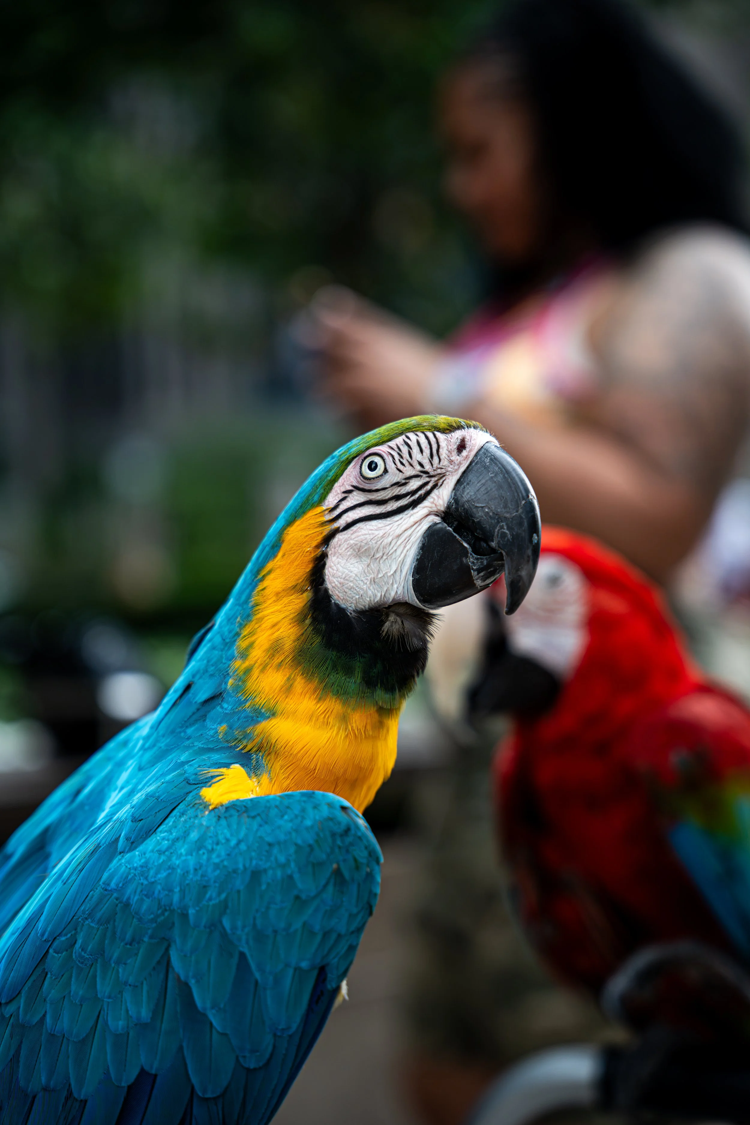 Close-up of a blue and yellow macaw with a woman blurred in the background.