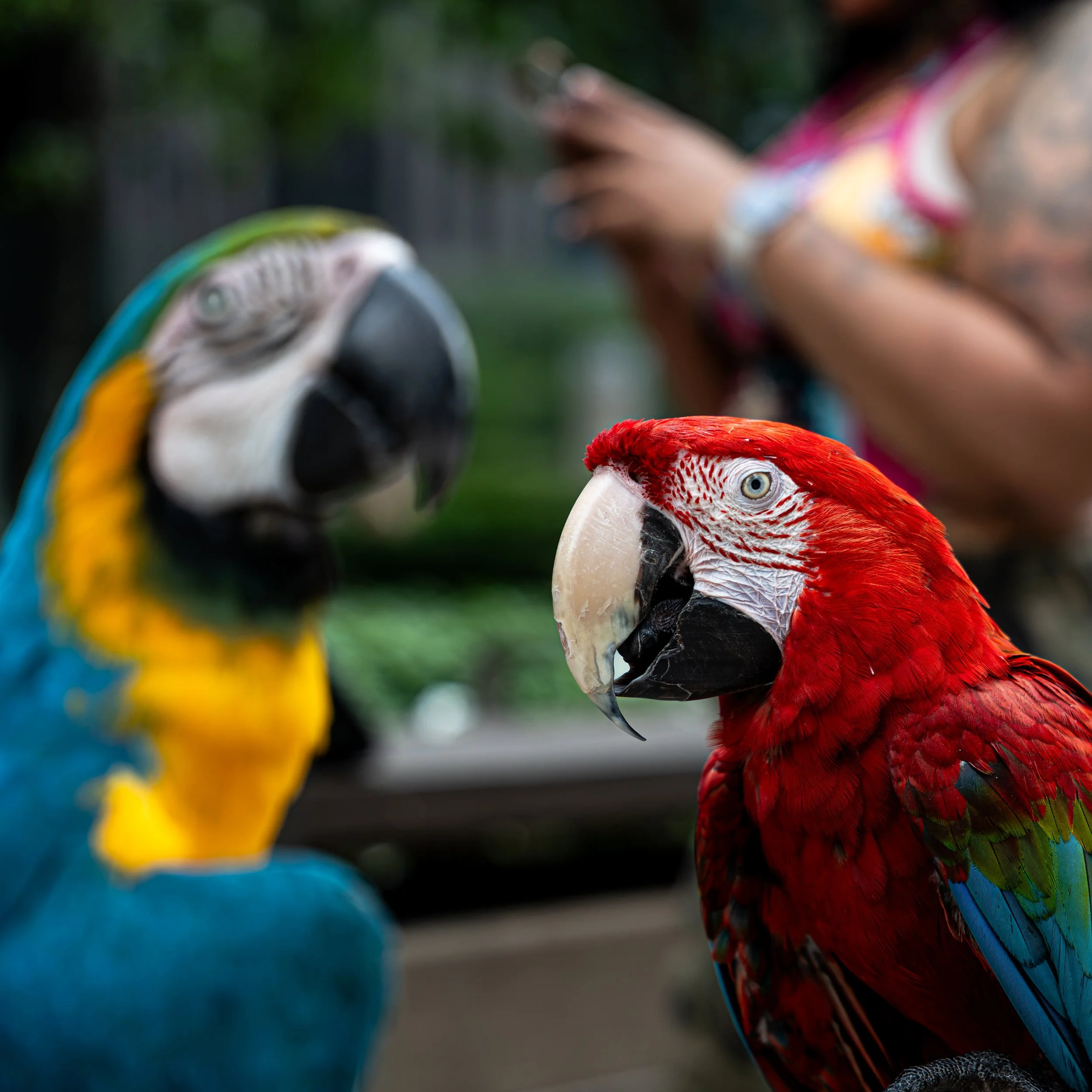Close-up of colorful parrots, including a red and white macaw in the foreground and a blue and yellow macaw in the background, with a person in colorful clothing blurred in the background.