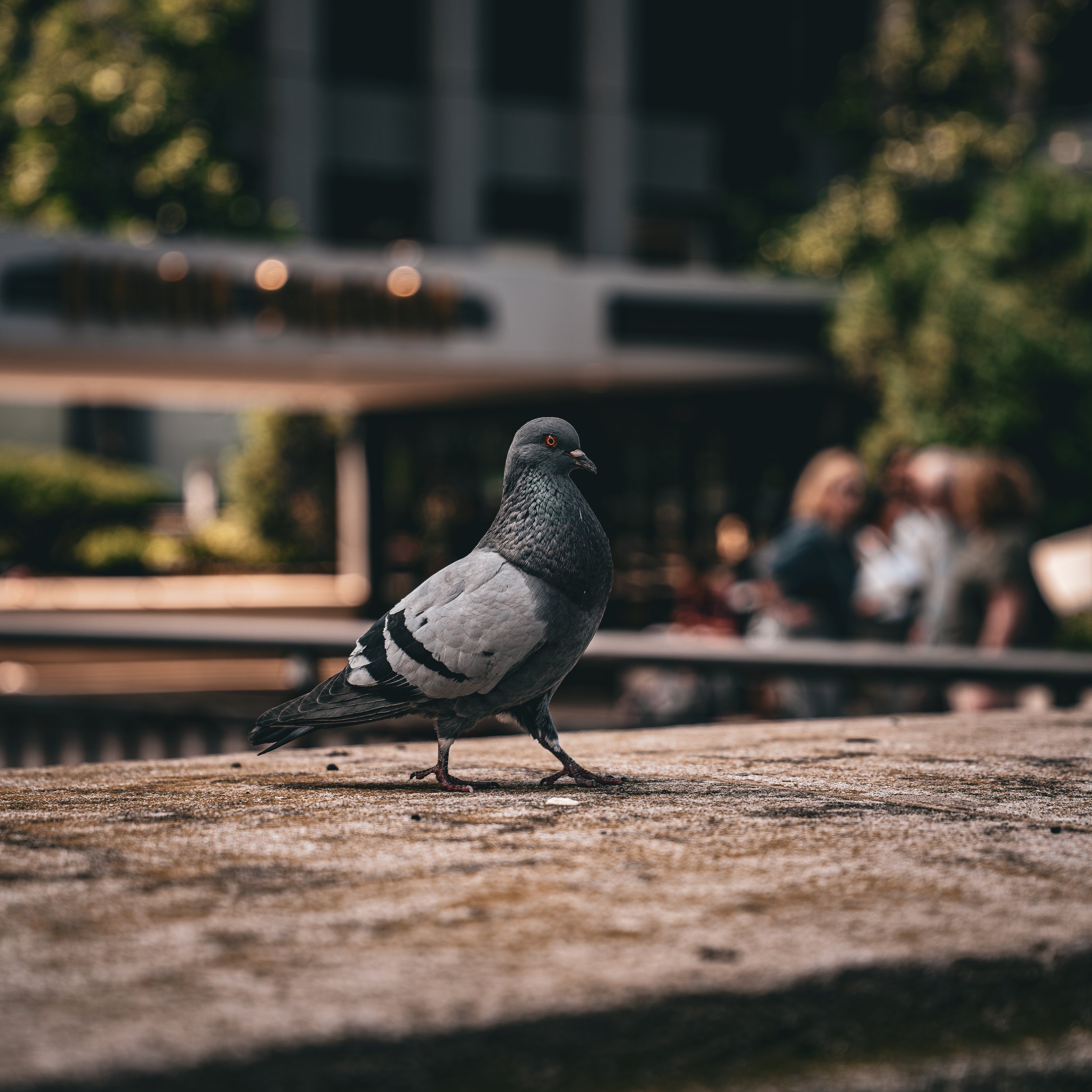 Close-up of a pigeon standing on a paved sidewalk with blurred buildings and trees in the background.
