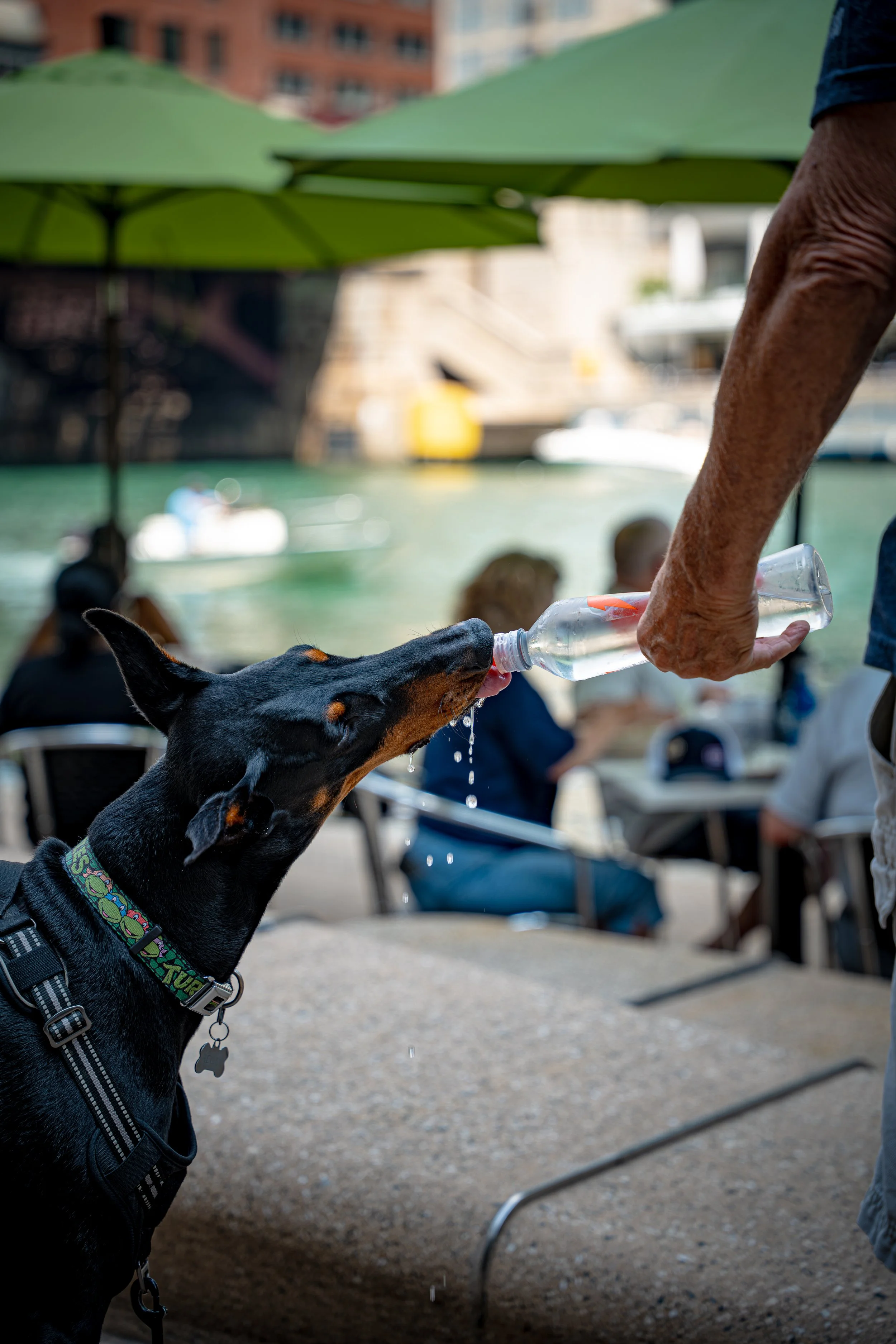 A black and tan dog drinking water from a clear plastic bottle held by a person at an outdoor cafe near a body of water, with green umbrellas and city buildings in the background.