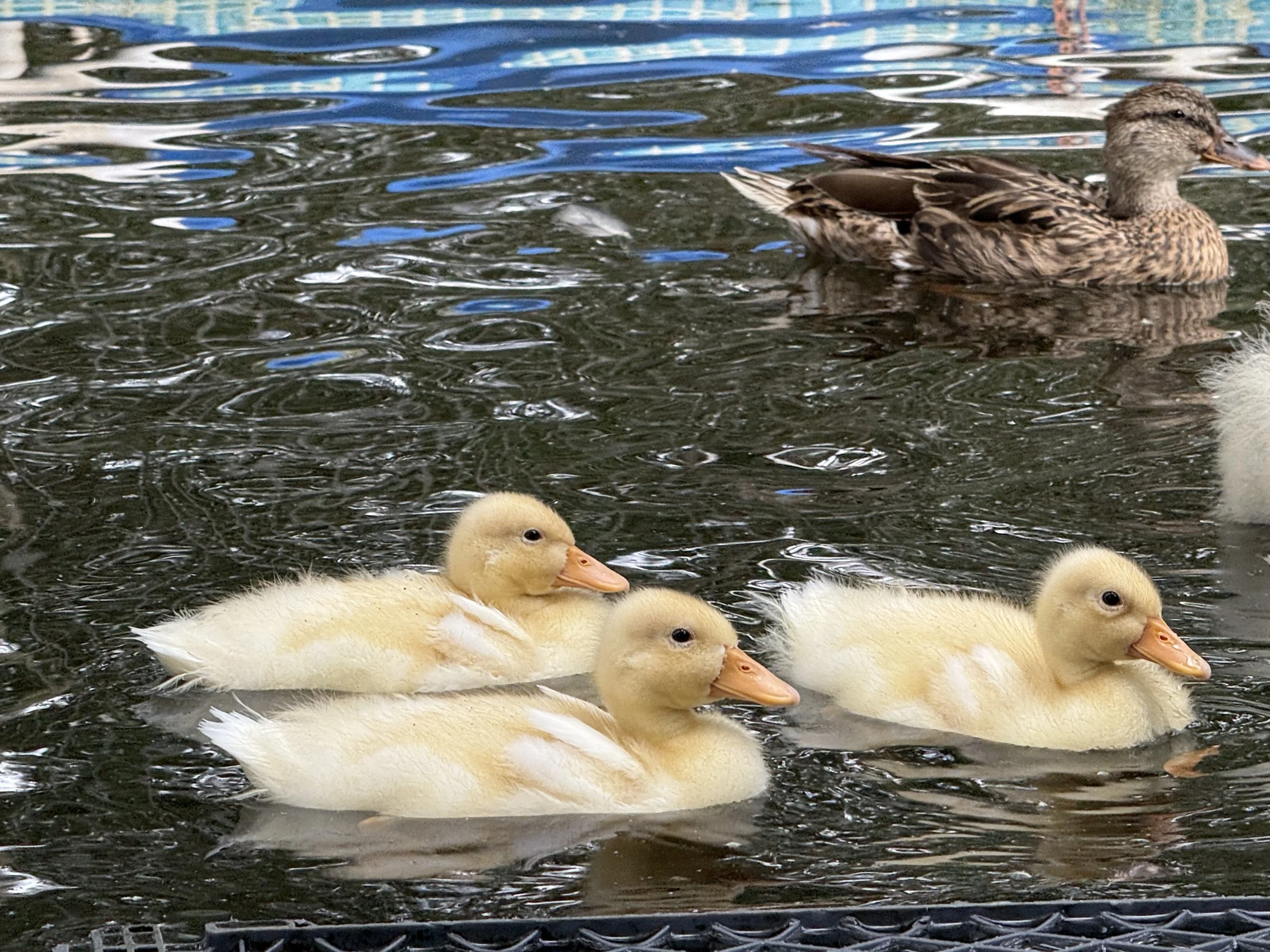 A group of ducklings and a duck floating on water, with the ducklings in the foreground and the adult duck in the background.