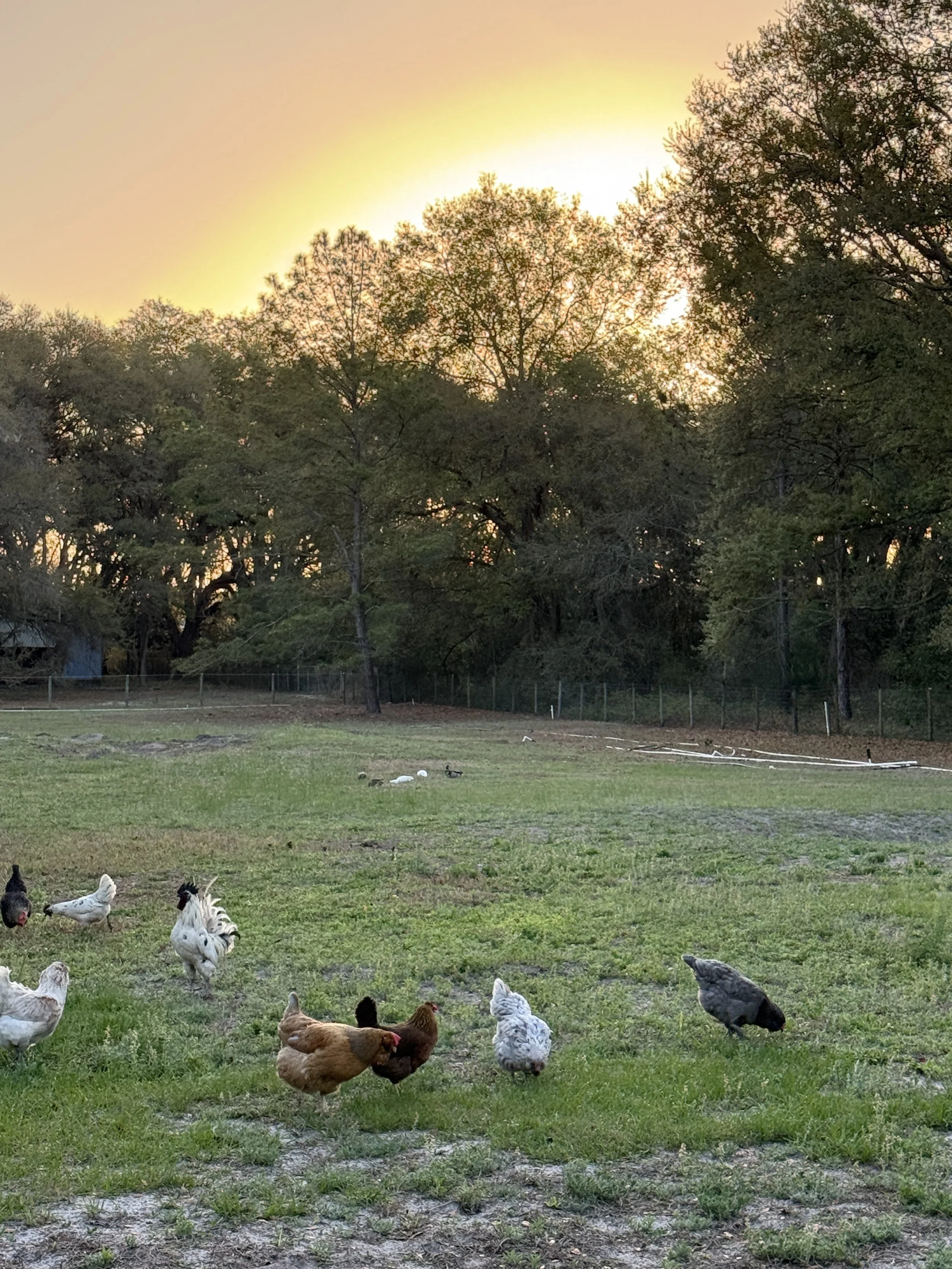A flock of chickens in a grassy yard at sunset, with trees and a fence in the background.
