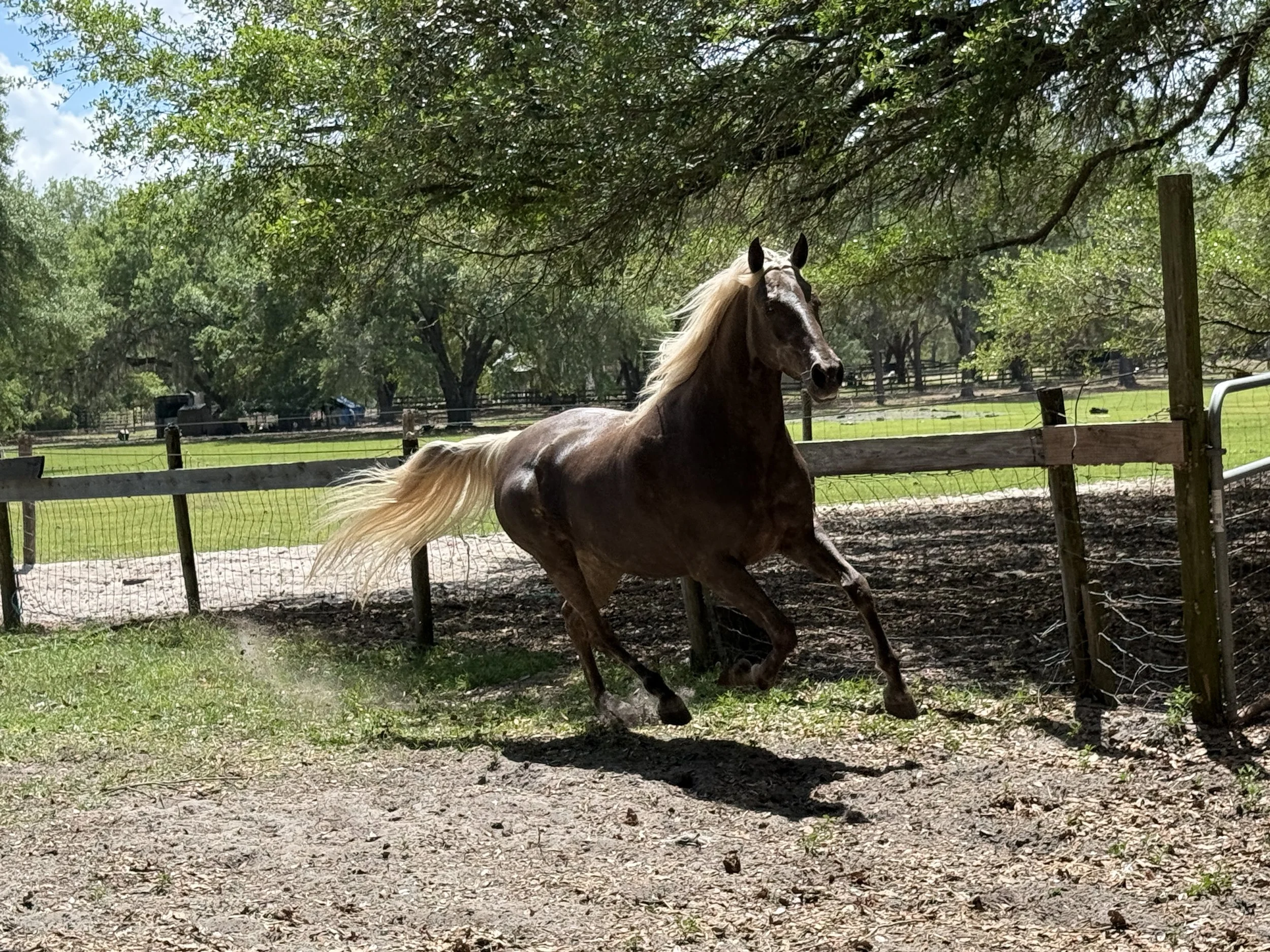 A brown horse with a long, flowing blonde mane running in a paddock underneath a large tree with green leaves. A fence surrounds the area, and there are other trees and open fields in the background.
