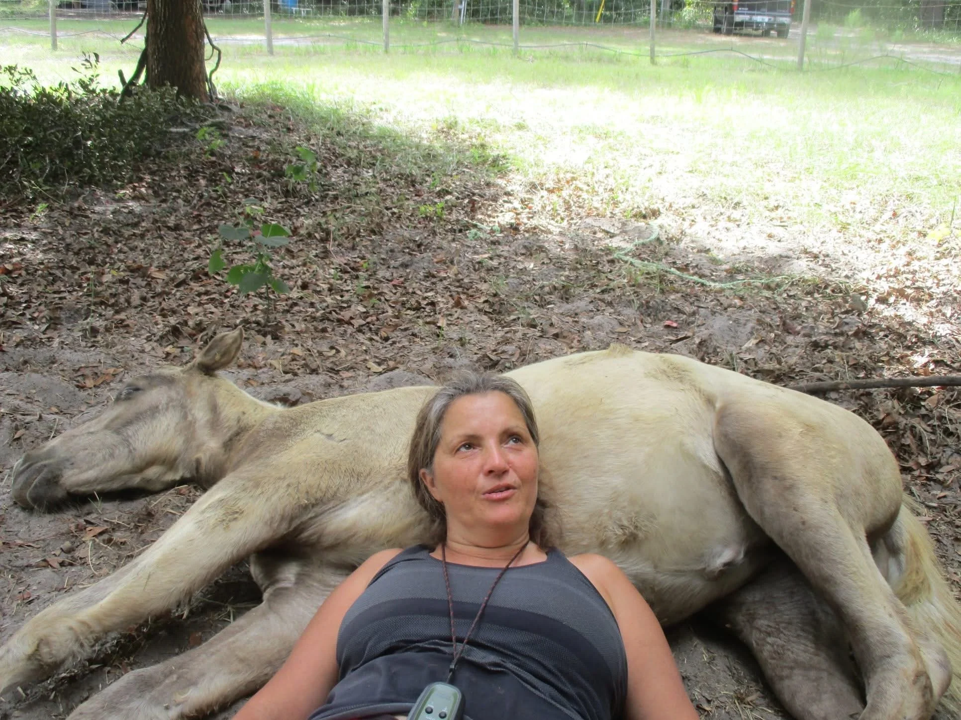 A woman lying on the ground surrounded by animals, specifically two horses, in a shaded outdoor area with grass and a fence visible in the background.