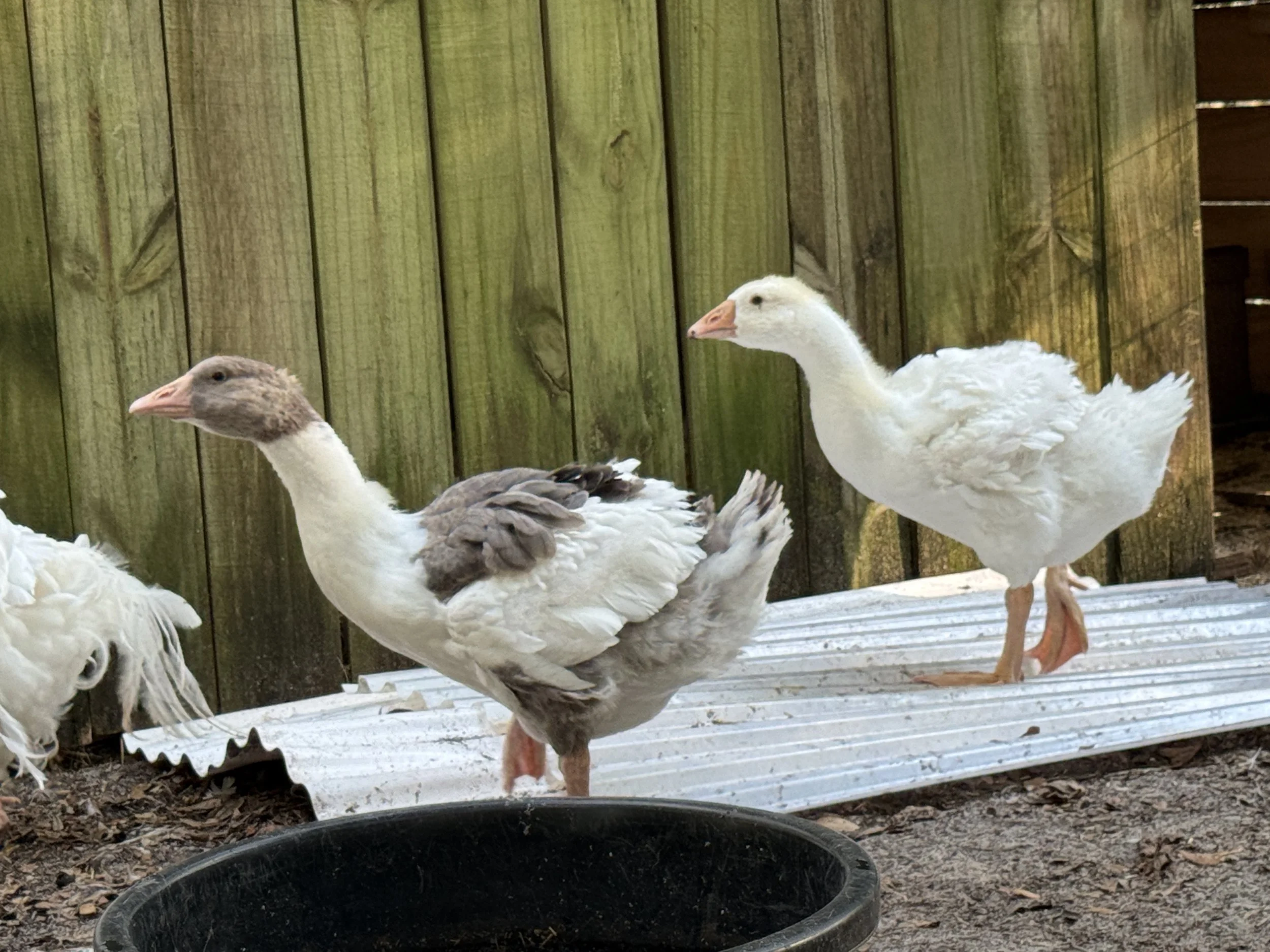 Two domesticated geese with white and brown feathers standing on a wooden surface in front of a green wooden fence.