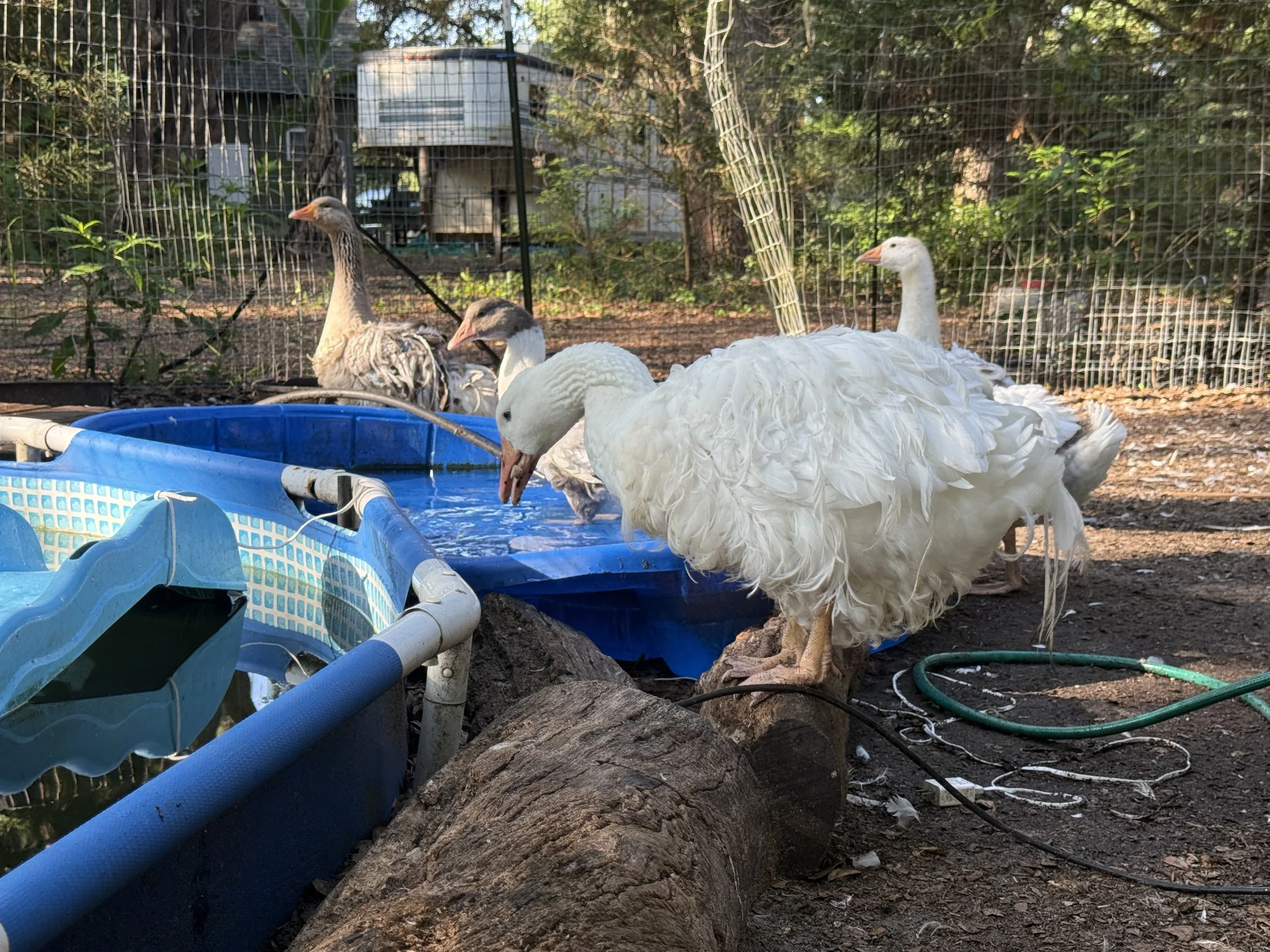 Four geese near a water trough inside a fenced backyard with trees, a woodpile, and a shed in the background, surrounded by garden hoses and pipes on the ground.