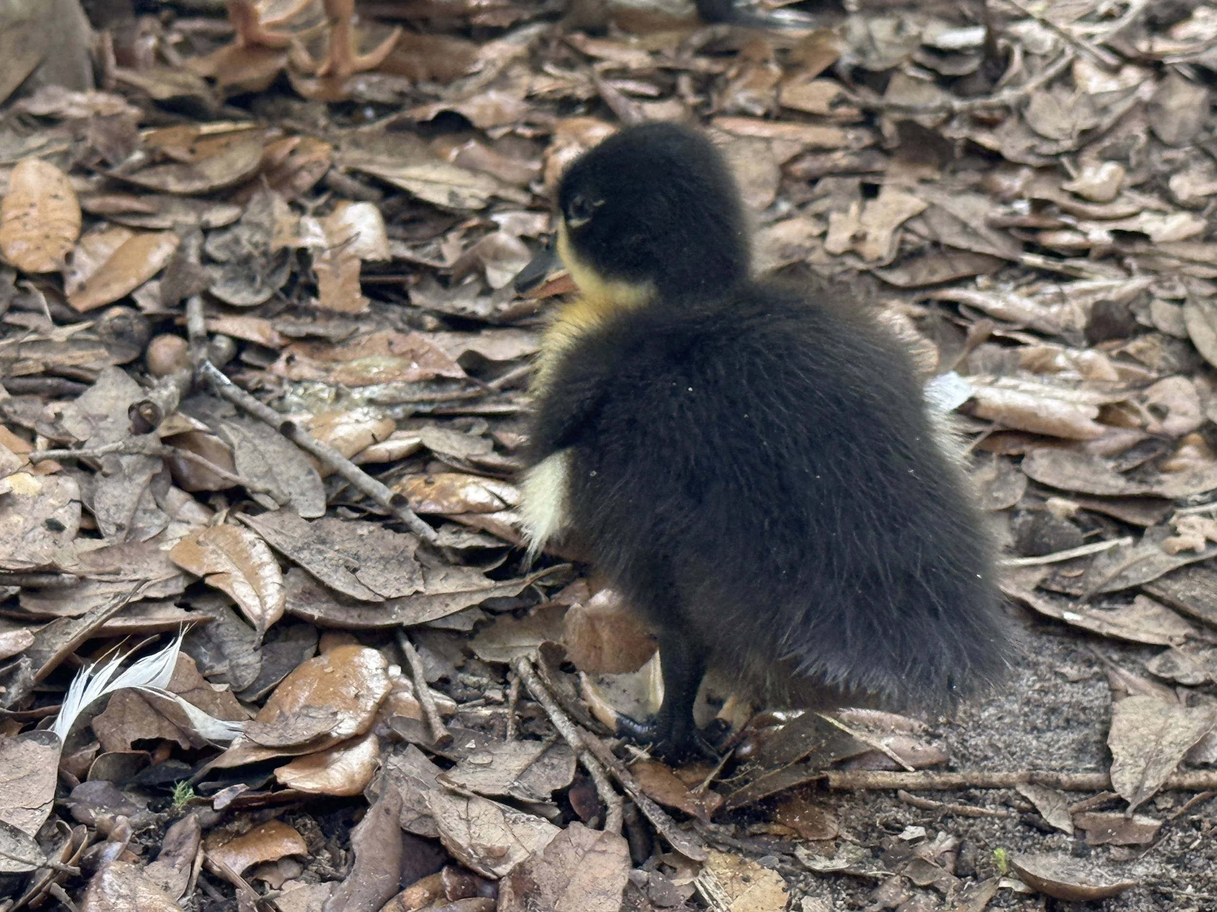 Close-up of a small, fluffy duckling on a bed of brown leaves and twigs.