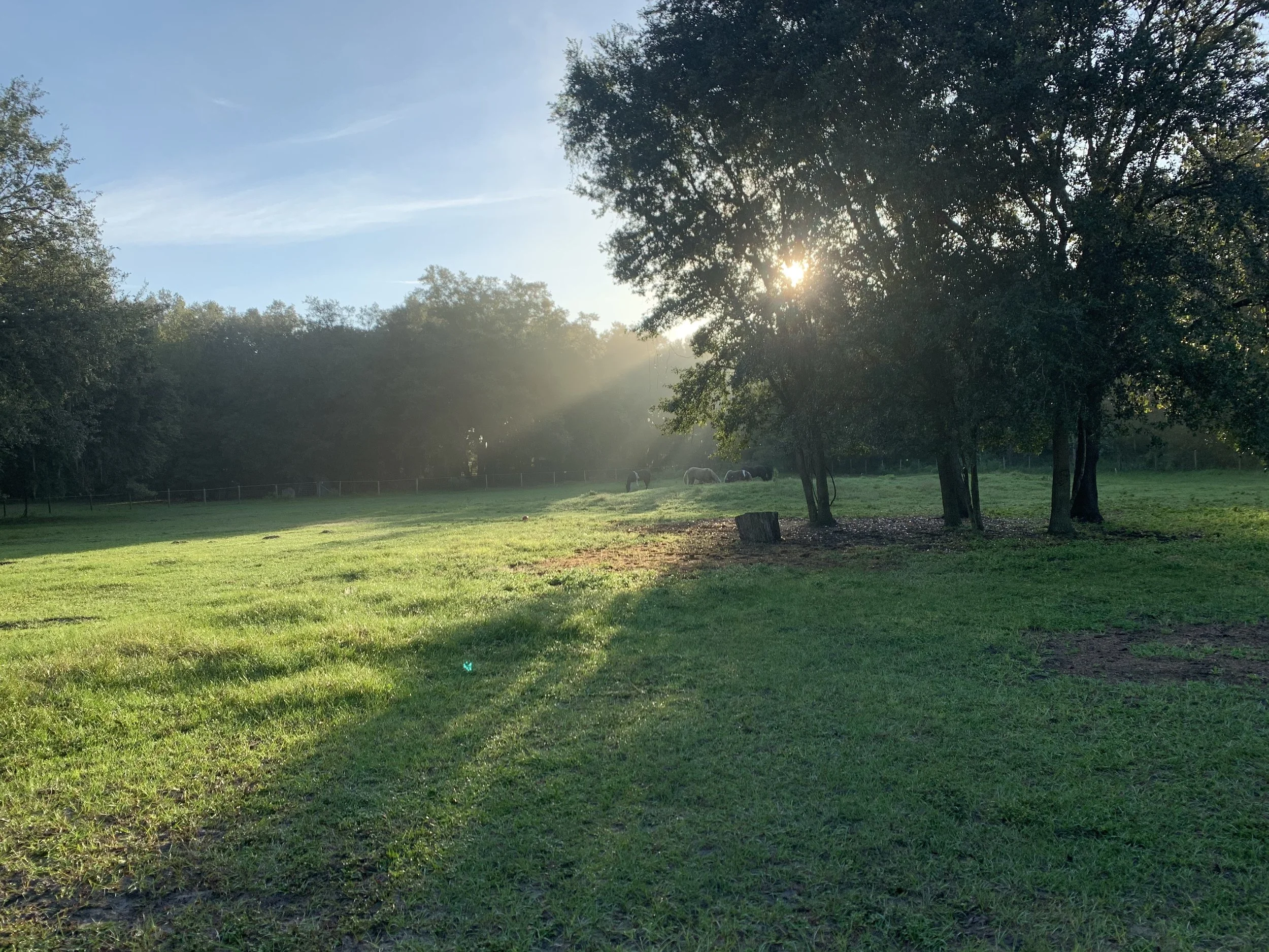 A grassy field with trees, some of which have sunlight shining through their leaves. There are horses grazing in the background.