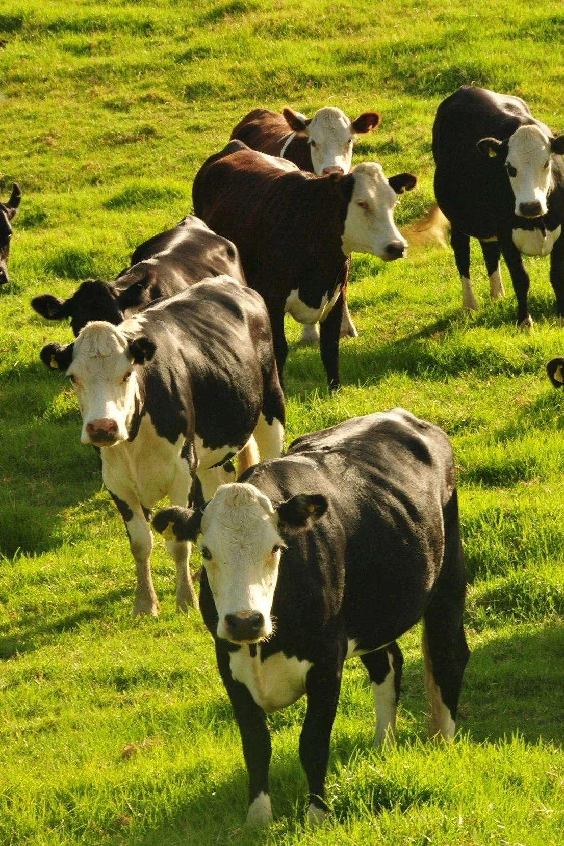 Group of black and white dairy cows grazing in a green pasture on a sunny day.