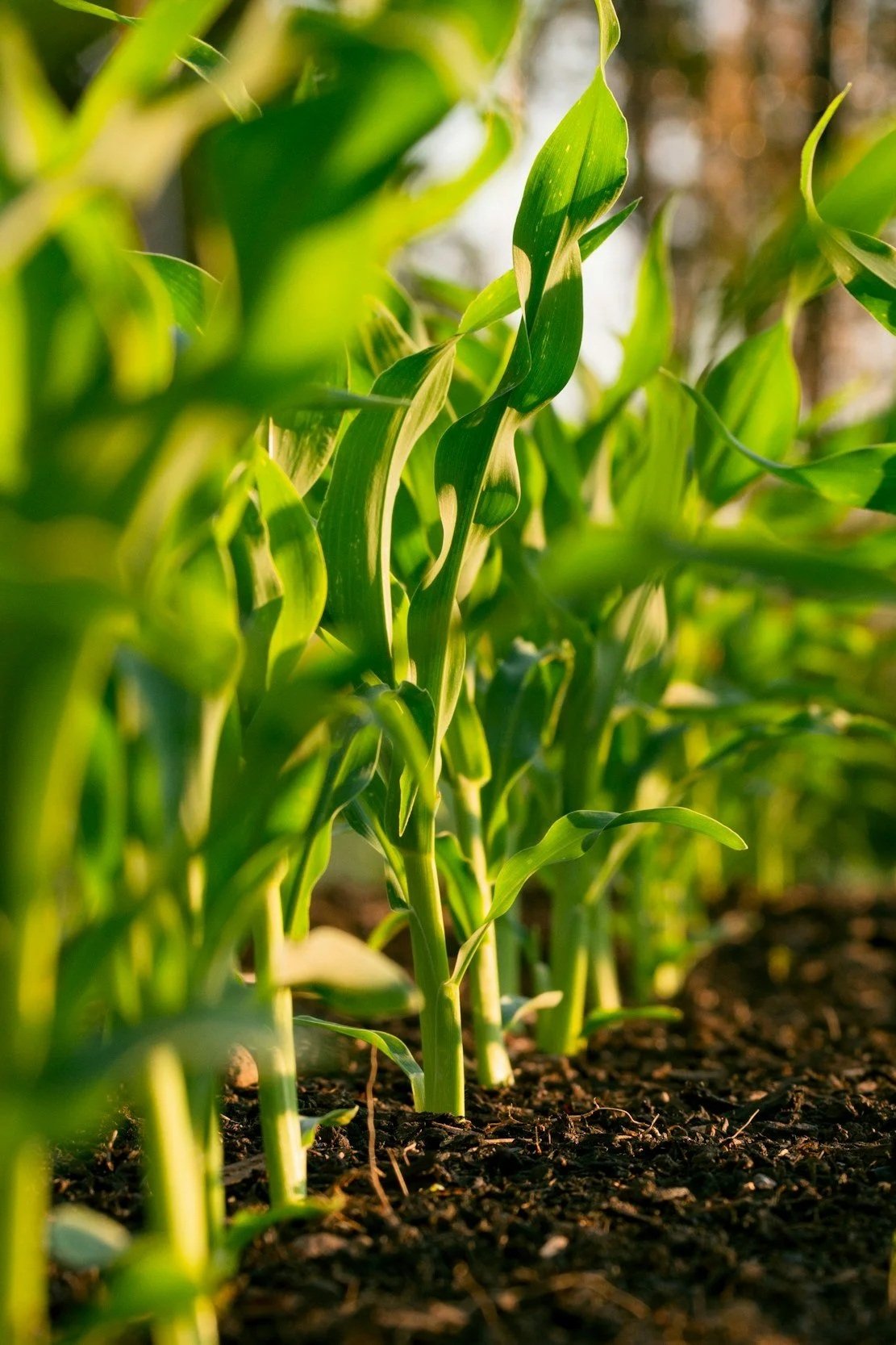 Close-up of green corn plants growing in soil with sunlight illuminating the leaves.
