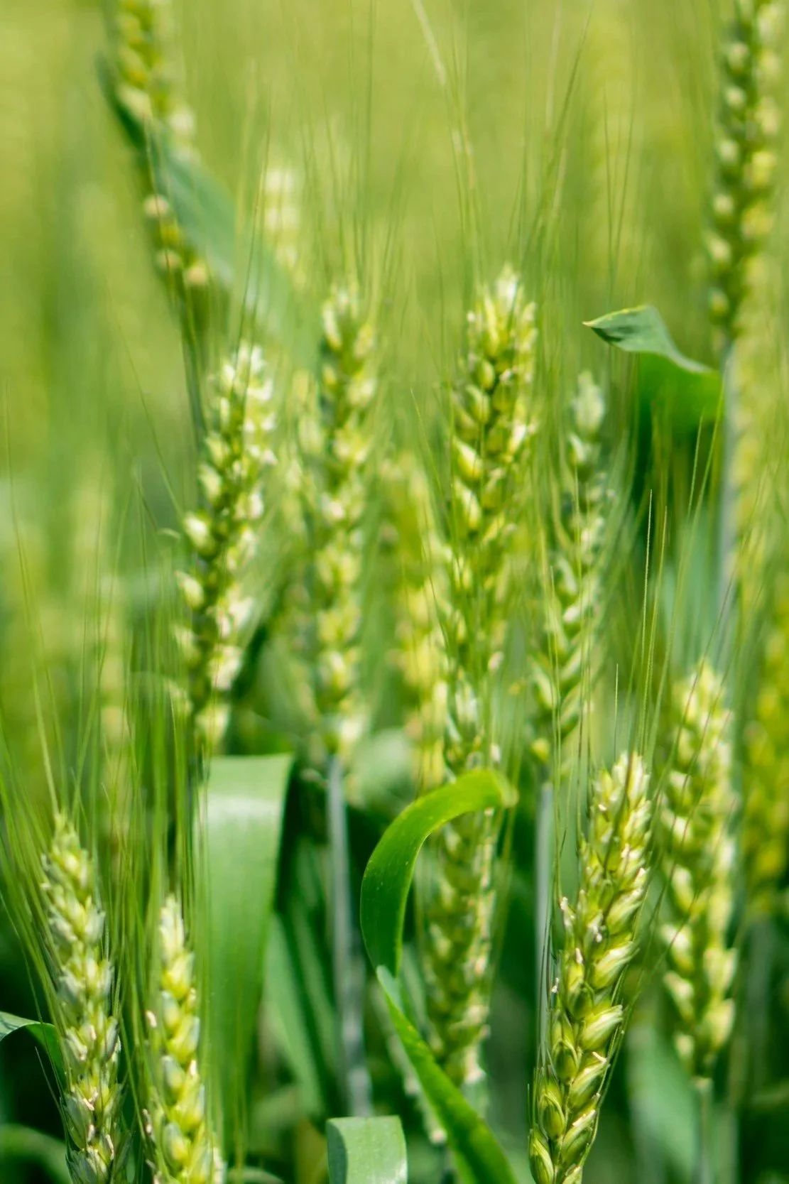 Close-up of green wheat or barley plants with ripening heads in a field.
