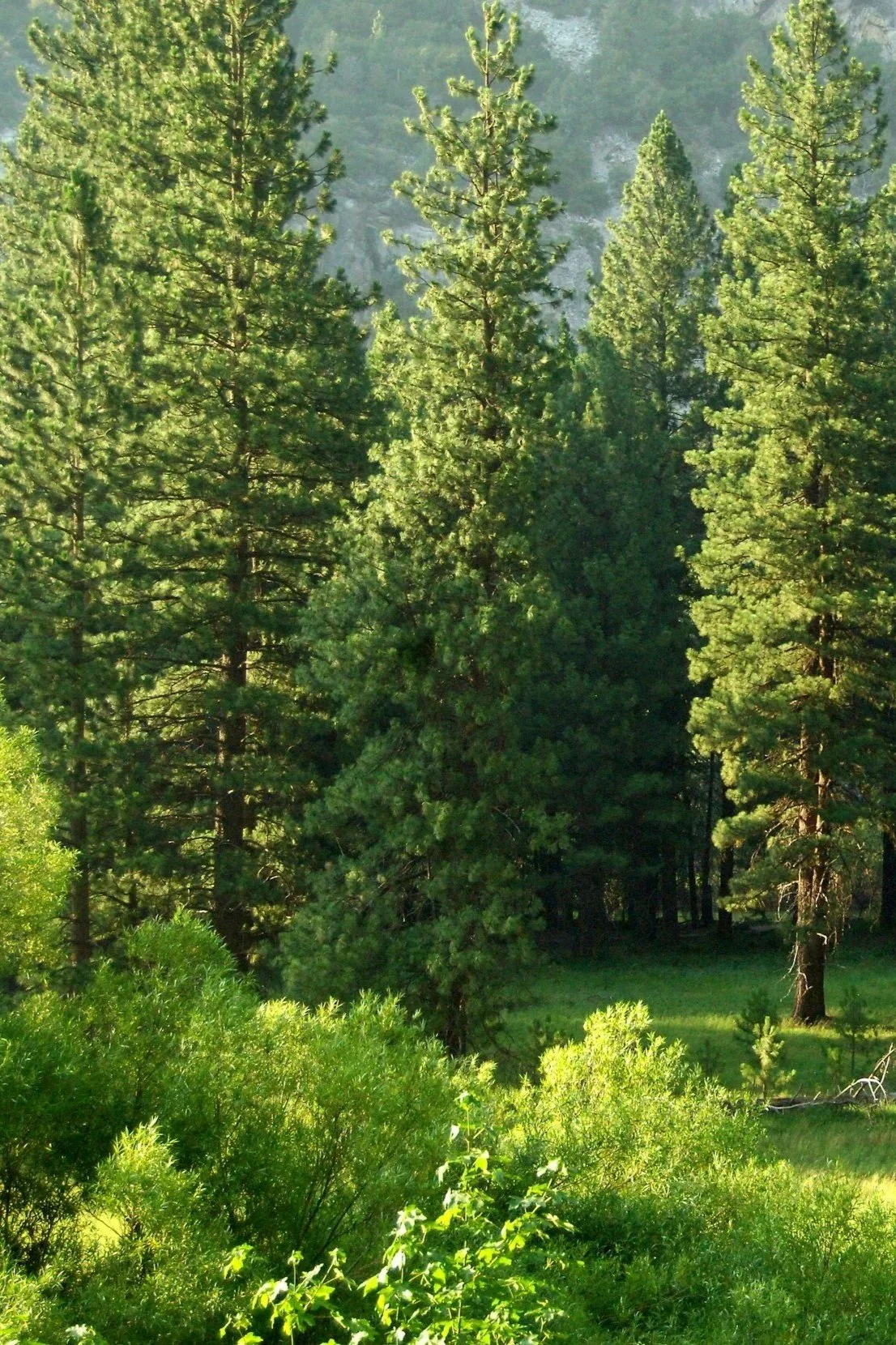 Tall green pine trees in a forest with sunlight filtering through the branches.