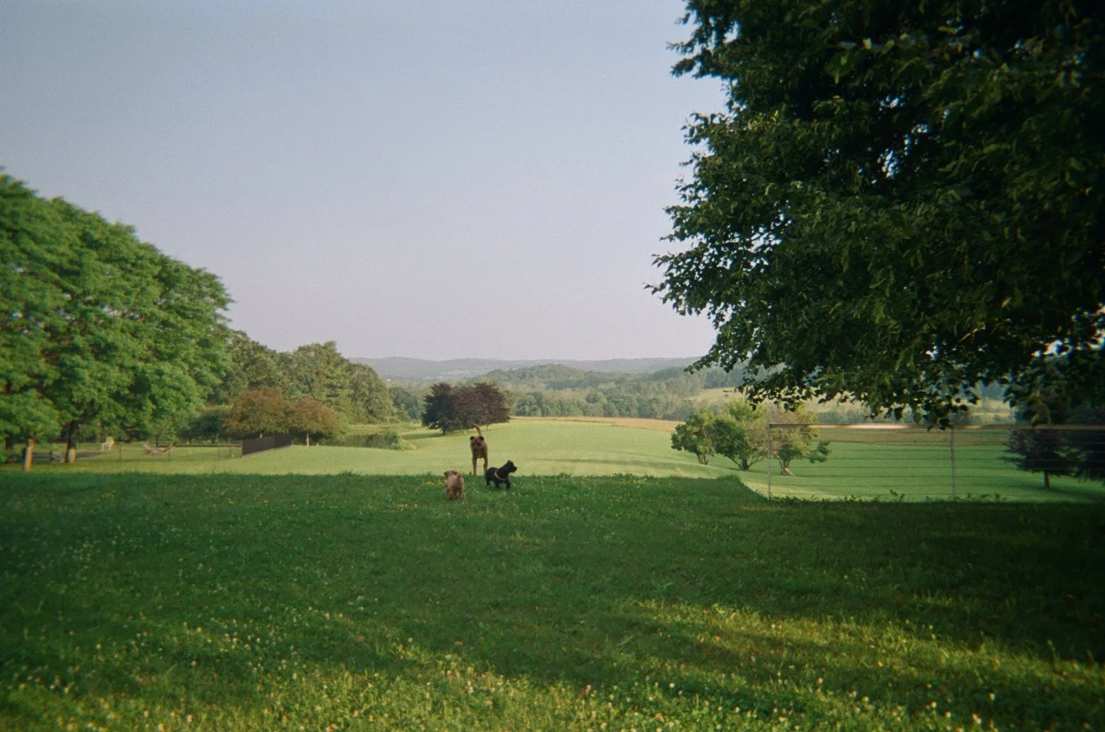 Open field with three dogs resting under large trees and rolling hills in the distance.