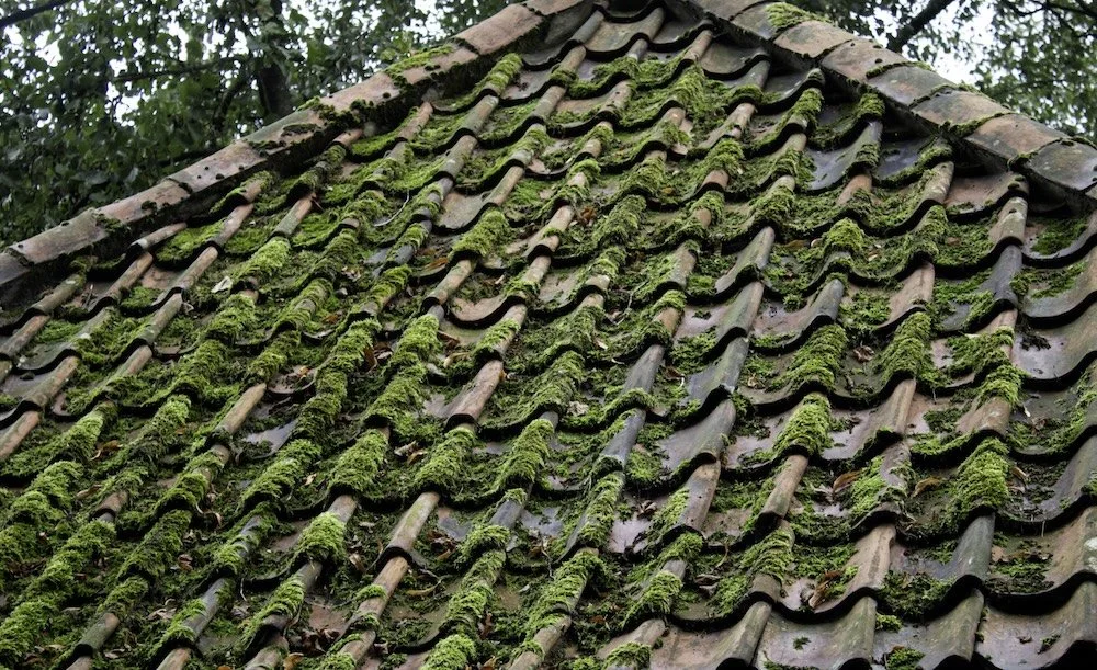 Moss growing on tilted roof tiles.