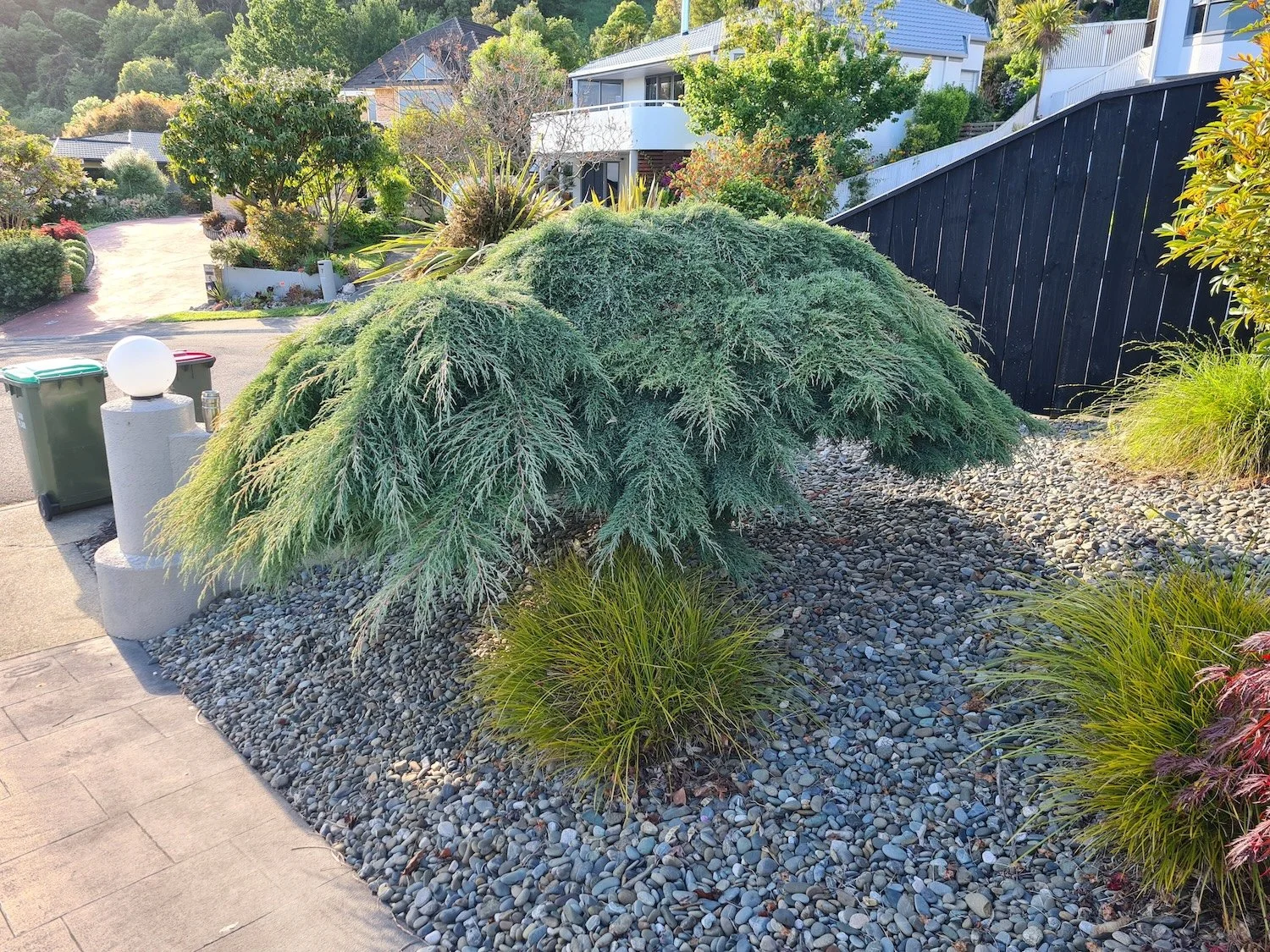 A large, bushy green shrub with spreading branches in a landscaped yard, surrounded by small pebbles and ornamental grasses, near a sidewalk, with houses and trees in the background.