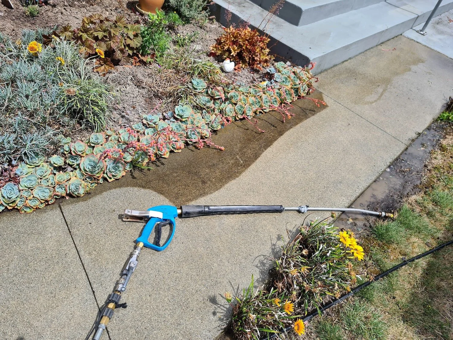 A pressure washer cleaning a concrete sidewalk next to a garden bed with sage, succulents, and yellow flowers in front of a house with steps.