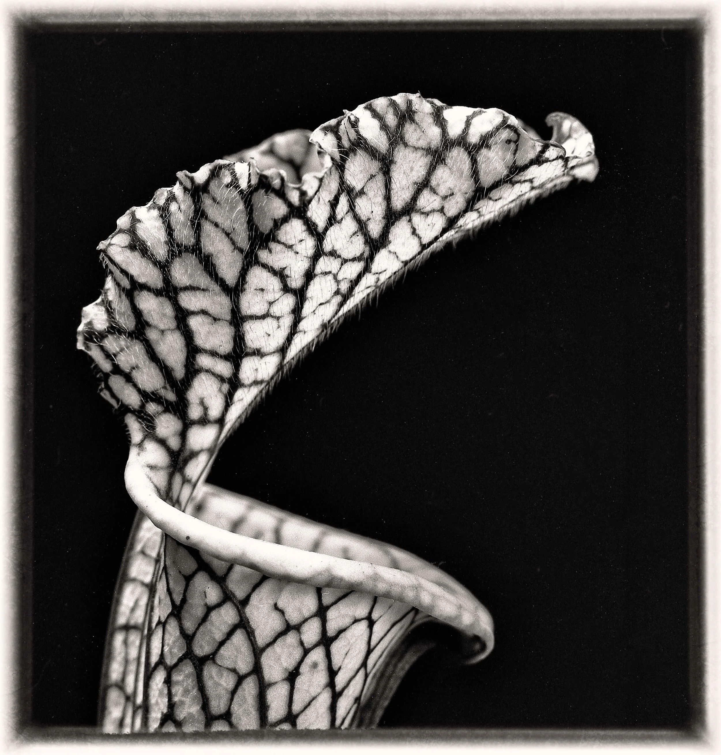 img1832-Edit.jpg