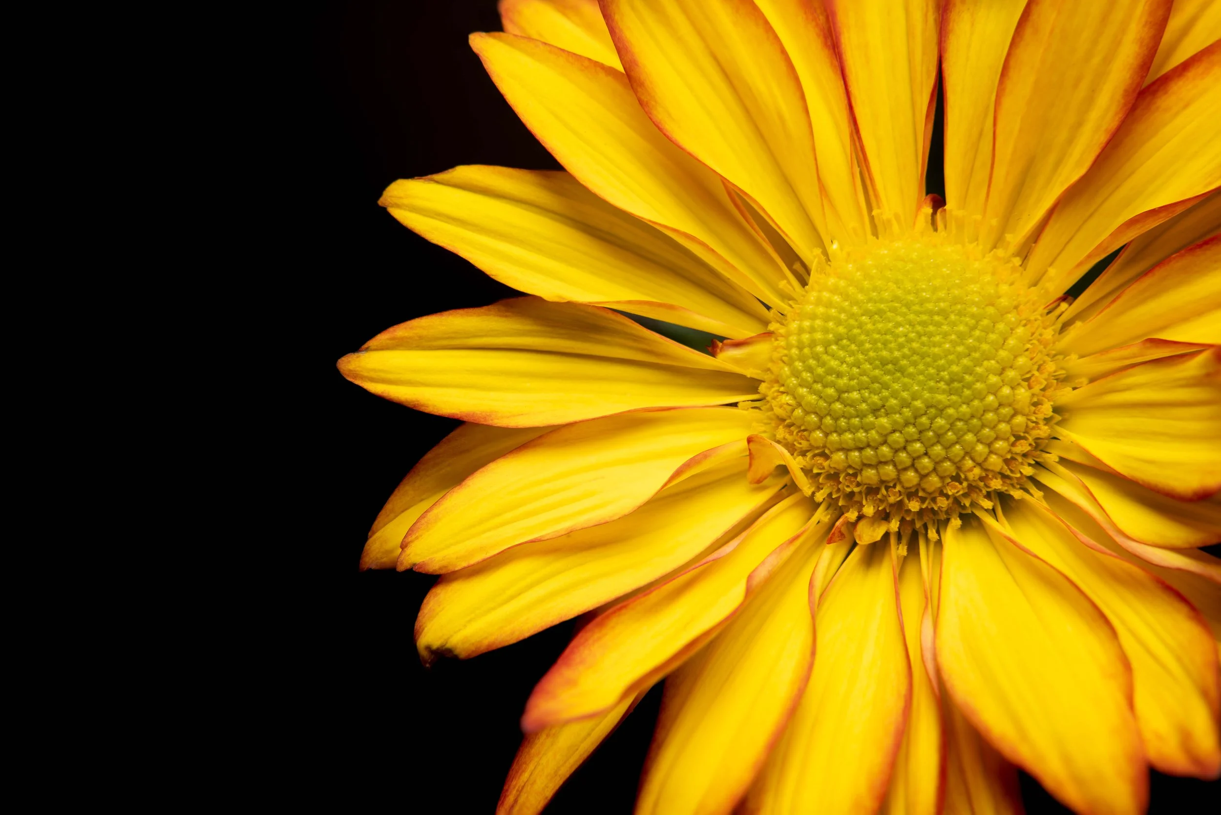 Flower 11.5.24.jpg