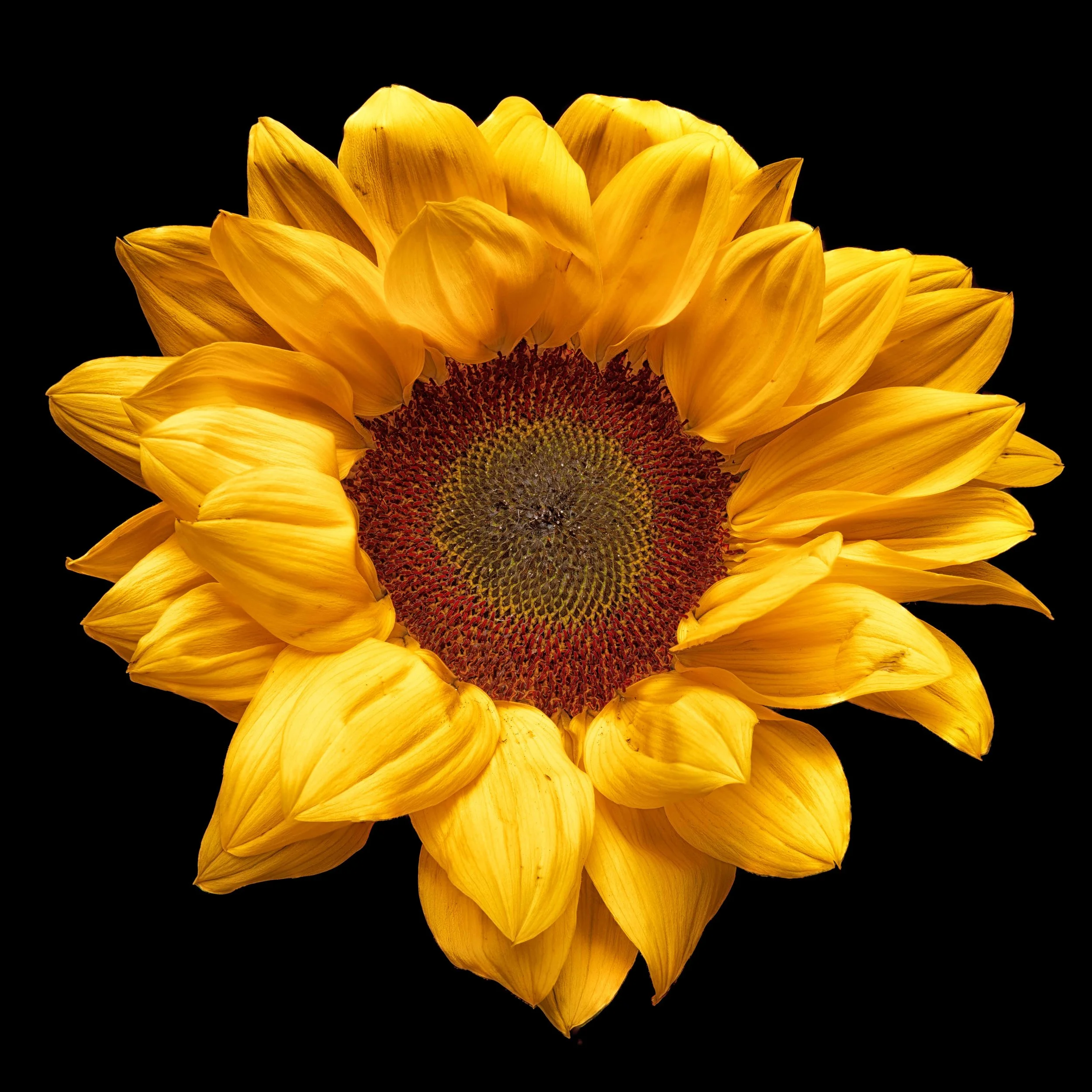 Sunflower final with color efex.jpg