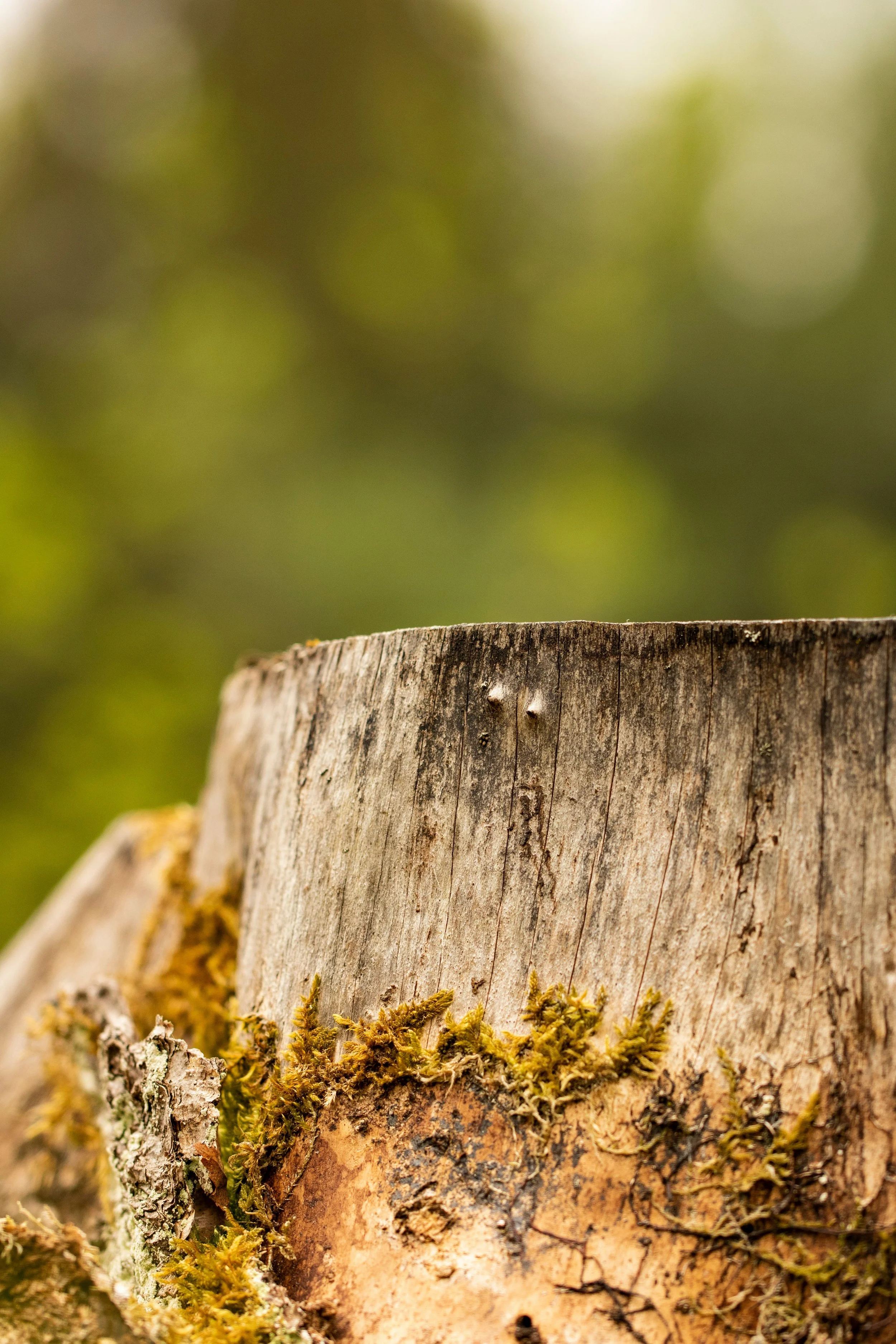 Stump Grinding