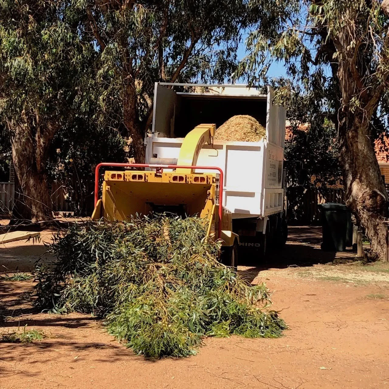 Tree & Plant Removal