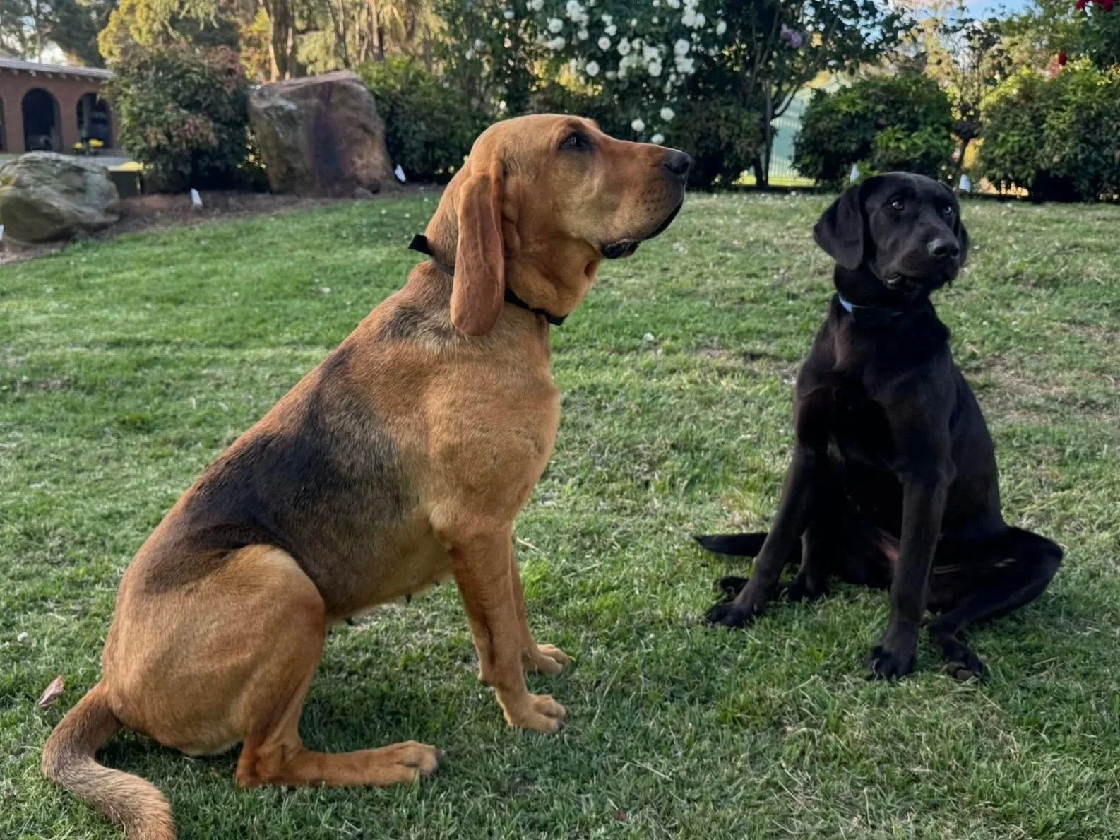 DogWatch boundary training completed by Hidden Fence Regional.
https://www.thedogline.com.au/