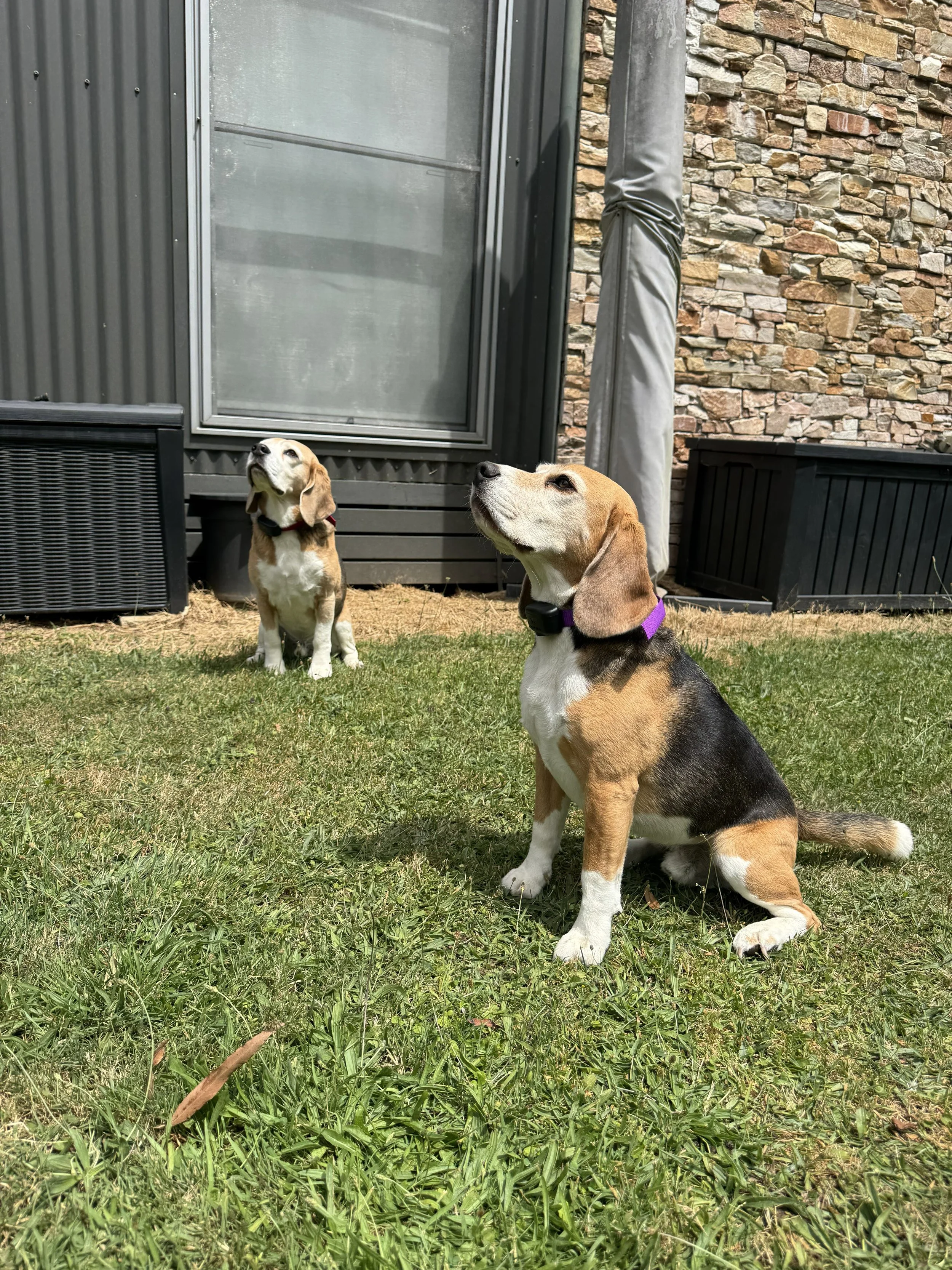 Two beagle puppies sit on a grassy lawn in front of a building with a stone wall and gray siding, one puppy looking up and the other looking to the side.