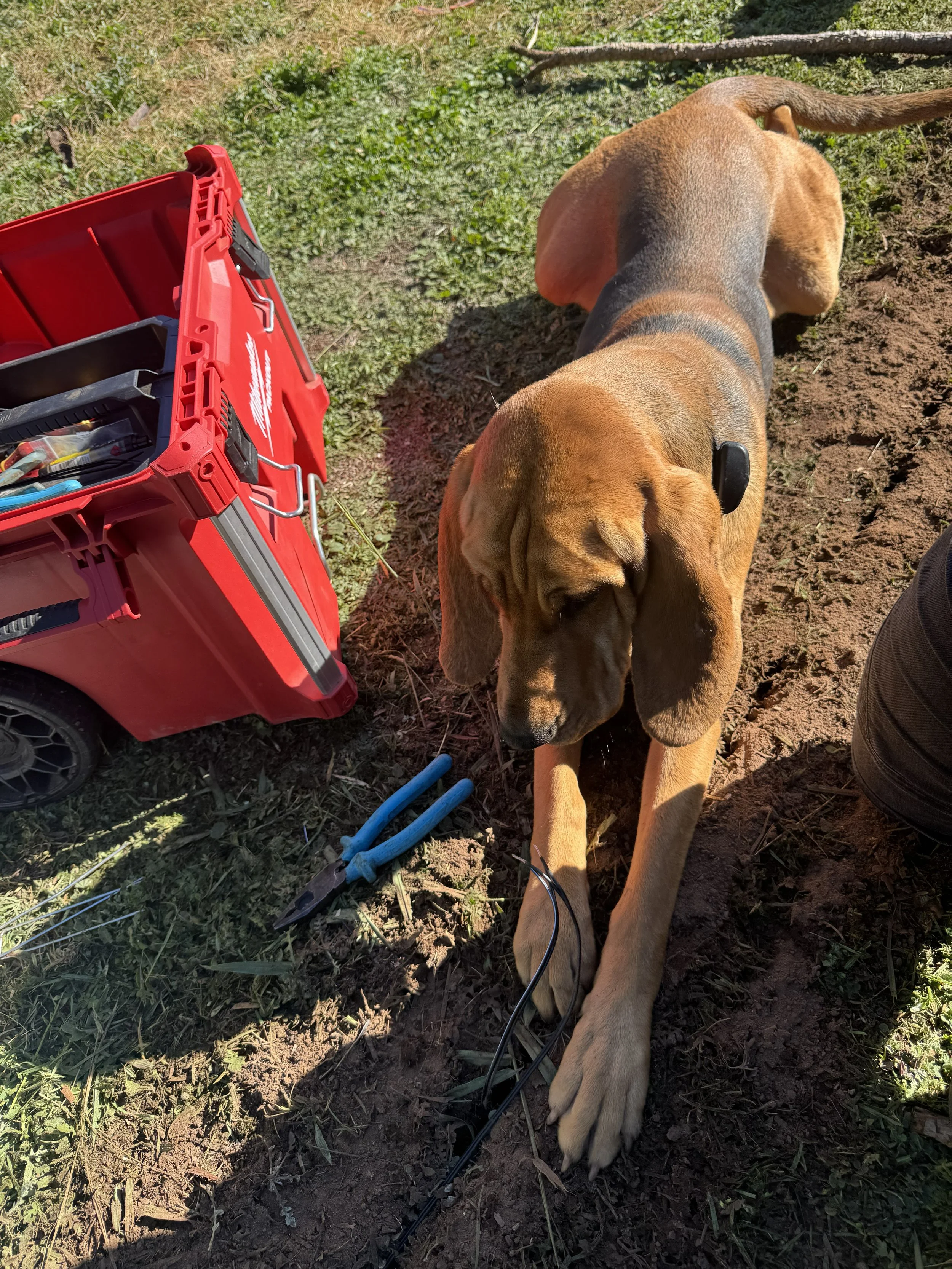 Hidden dog fence protecting working dogs on country properties.
https://www.thedogline.com.au/