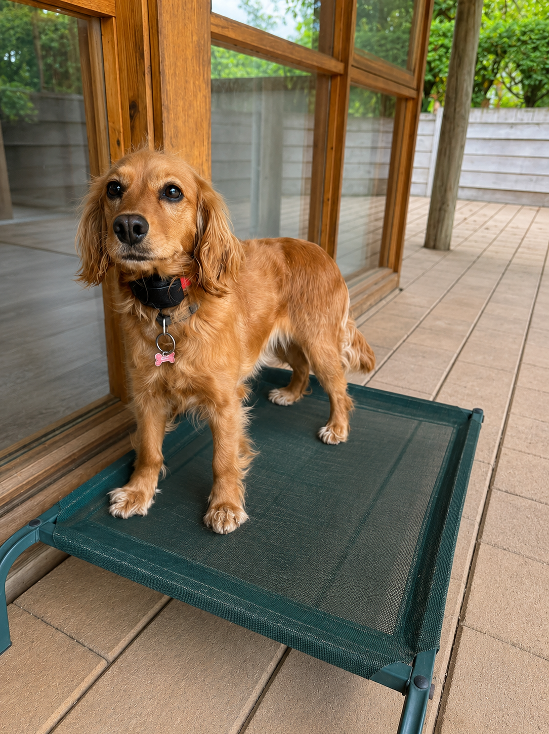 A golden-colored dog with floppy ears standing on a green elevated pet bed on a wooden deck, with a glass door and greenery in the background.