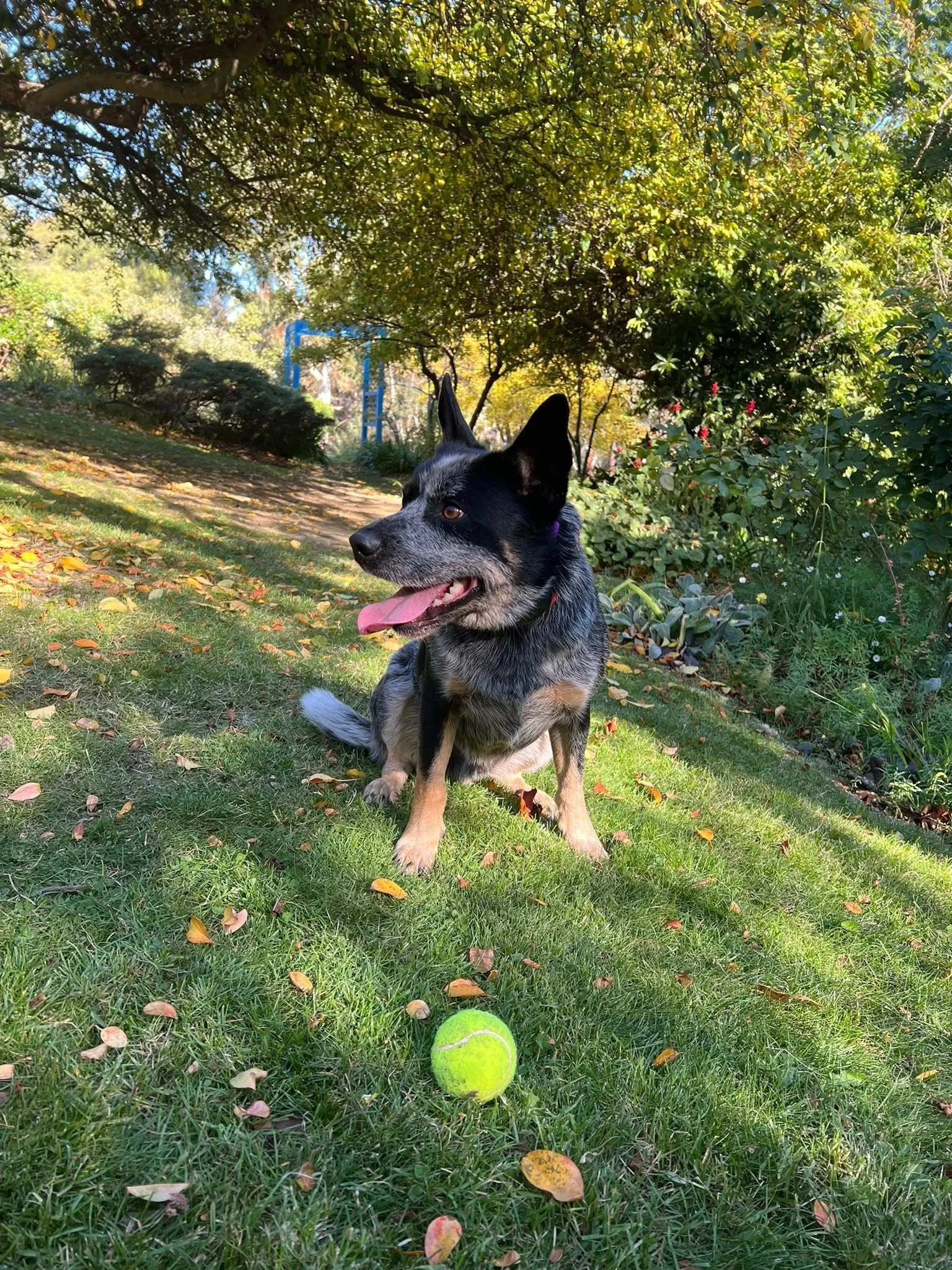 Professional electronic dog fence for large rural blocks.
https://www.thedogline.com.au/