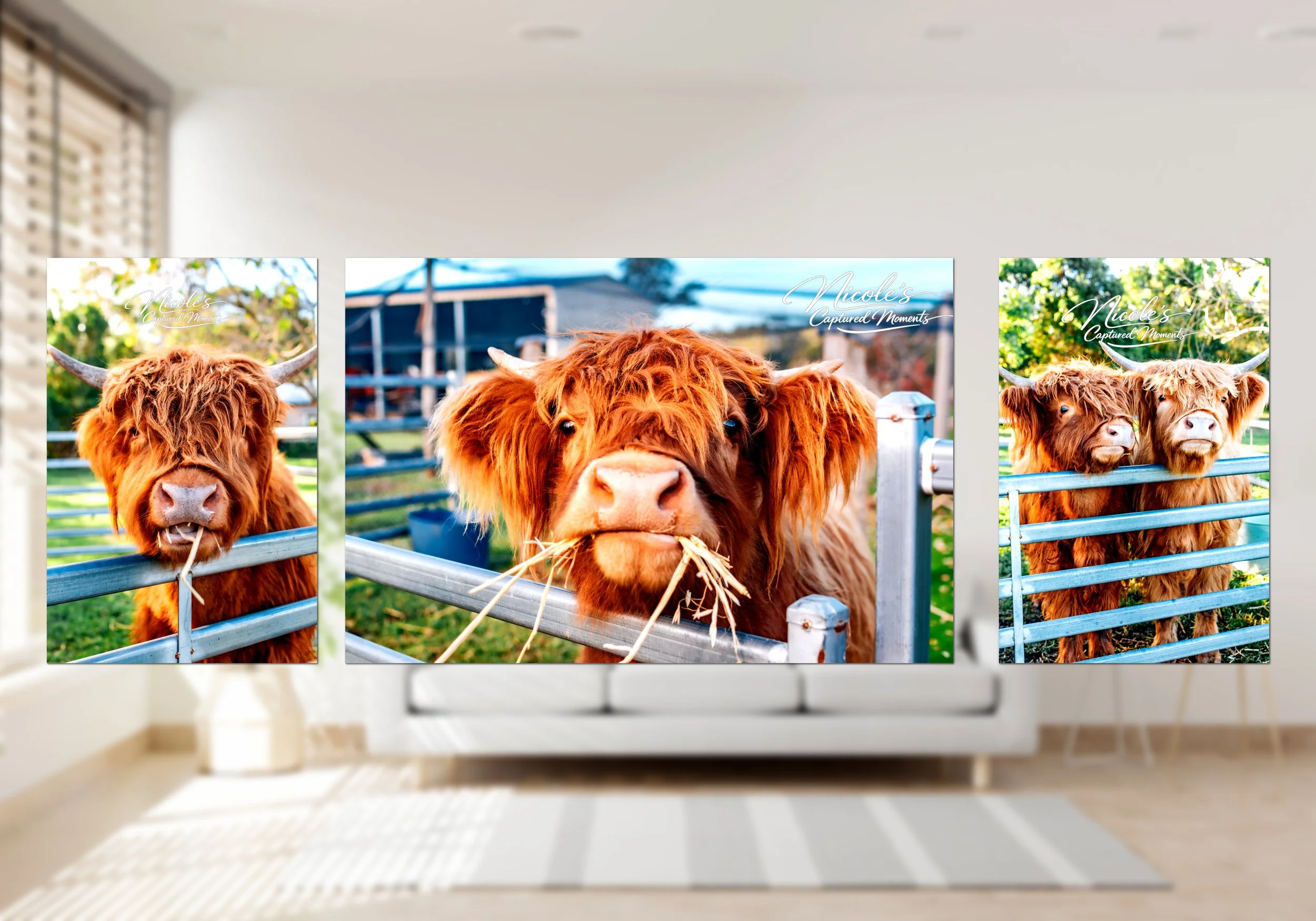 Highland Cow Collection close up.jpg