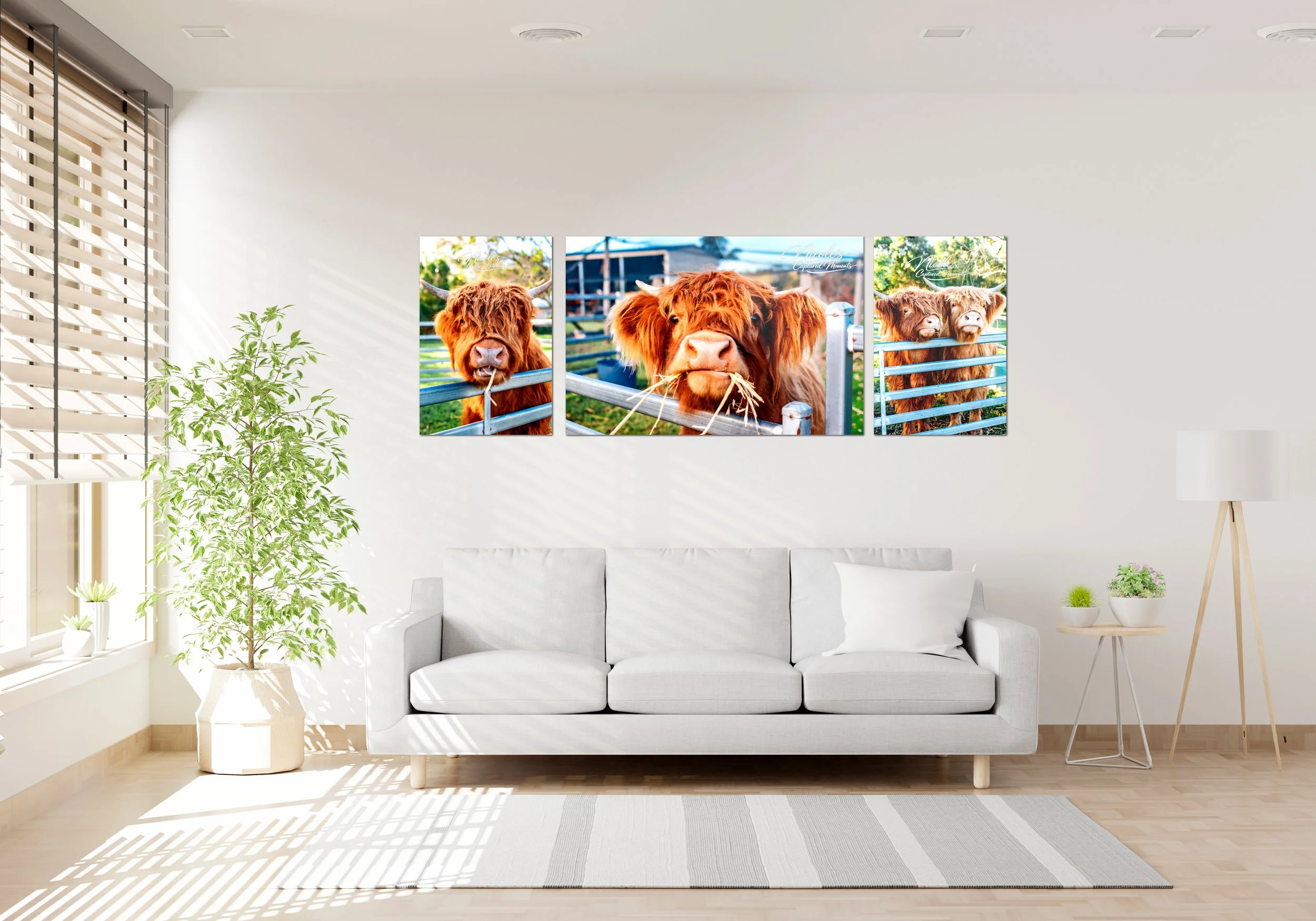 Highland Cow Collection | Set of 3 Prints