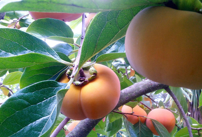 Close-up of a ripe persimmon fruit hanging on a tree branch among green leaves.