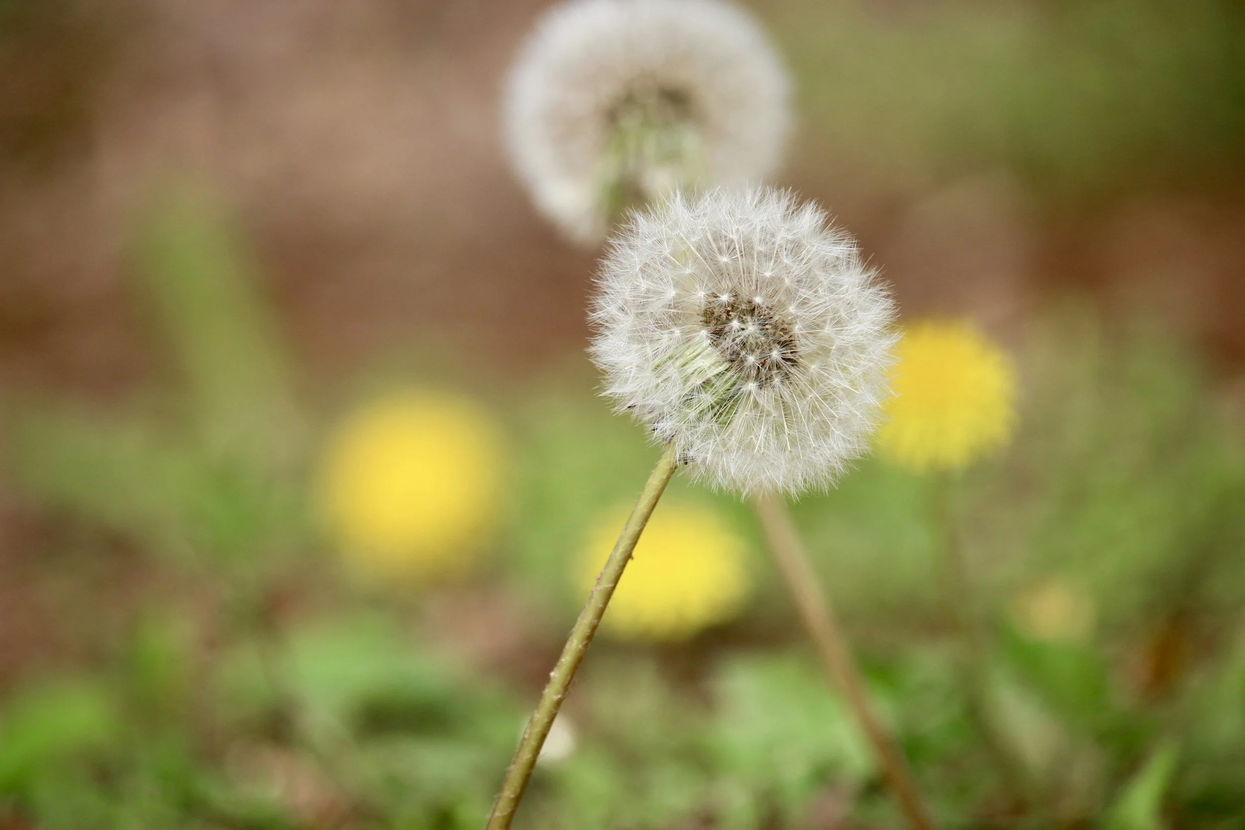Parenting a living child after baby loss