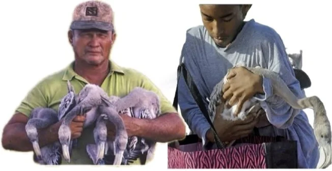 Two men holding flamingo chicks, one with four and one with one