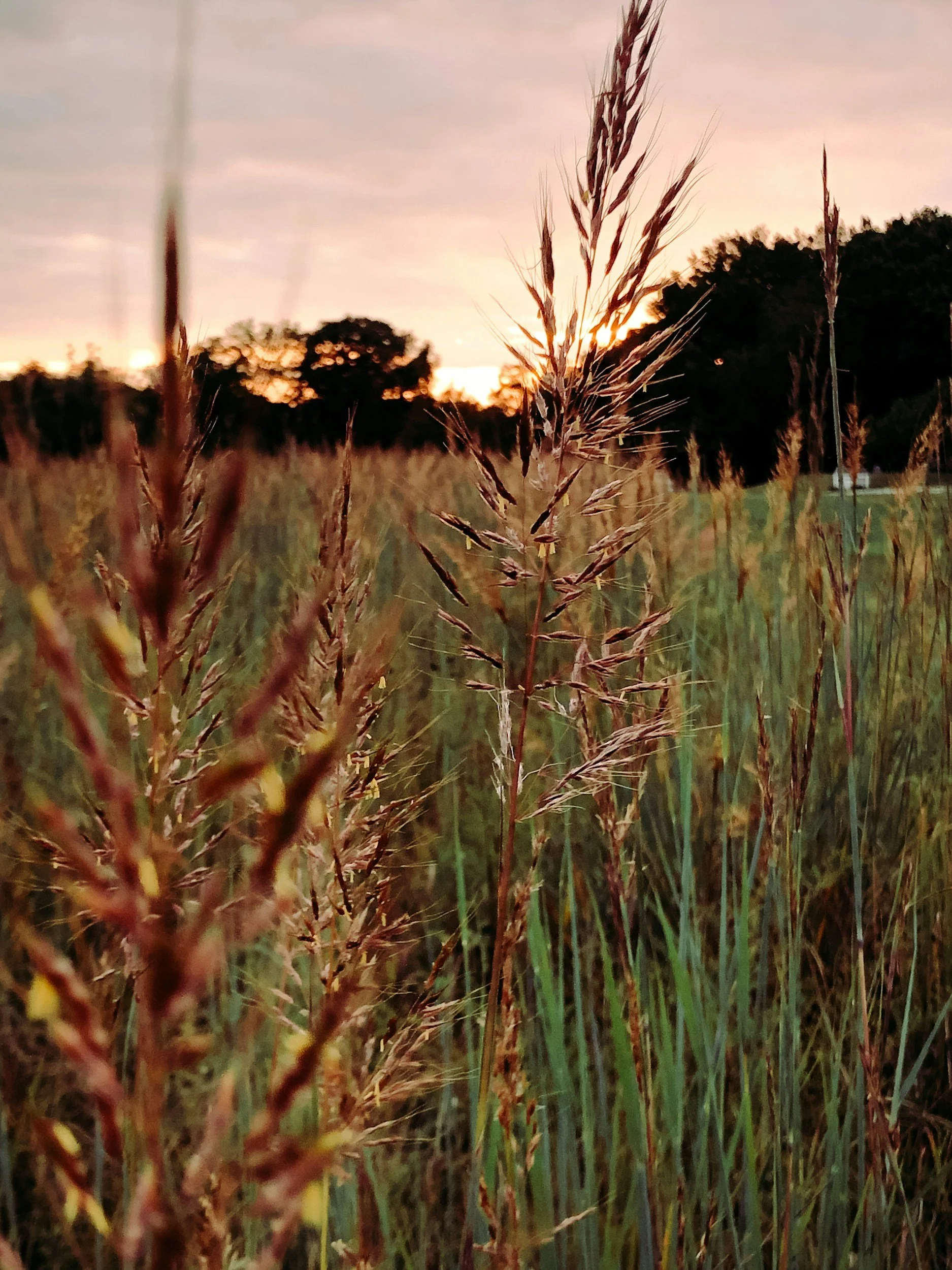 Close-up of tall grass or wheat with a sunset or sunrise in the background, showing a sky with soft pink and orange hues and dark silhouettes of trees. | Need storage in south central Missouri? The Storage Coop offers affordable 10×10 storage units
