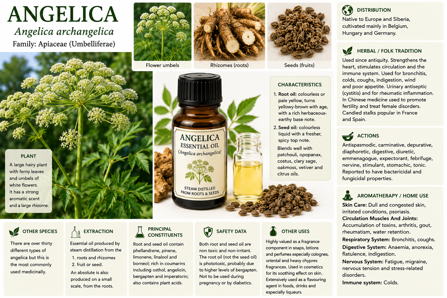 Essential Oil - Angelica 