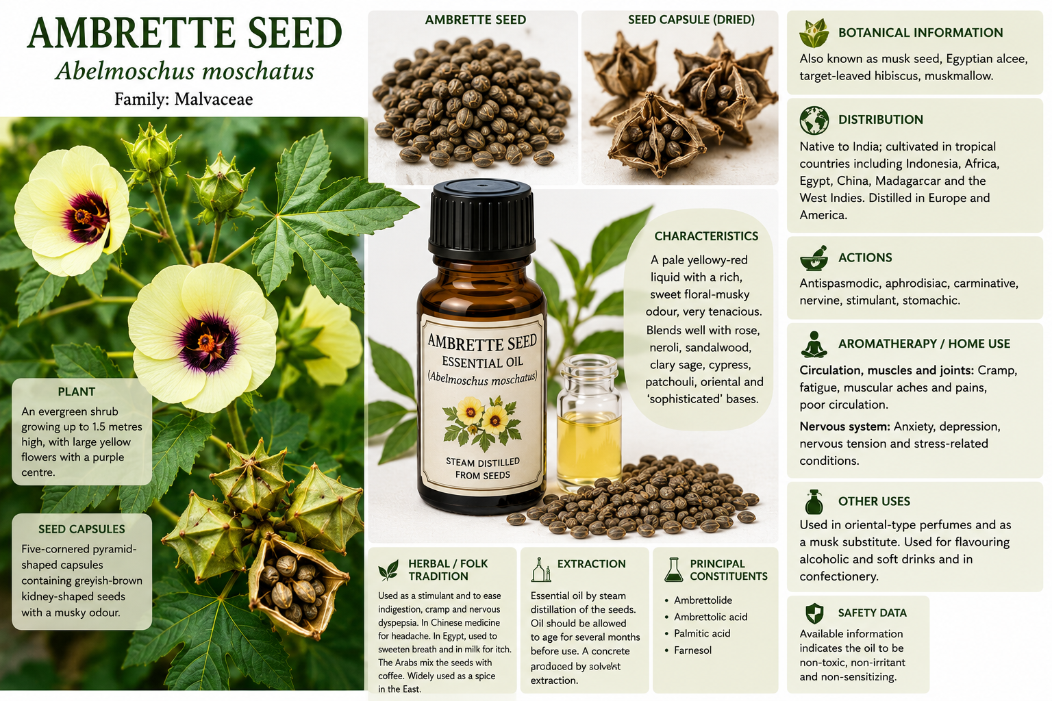 Essential Oil - Ambrette Seed 