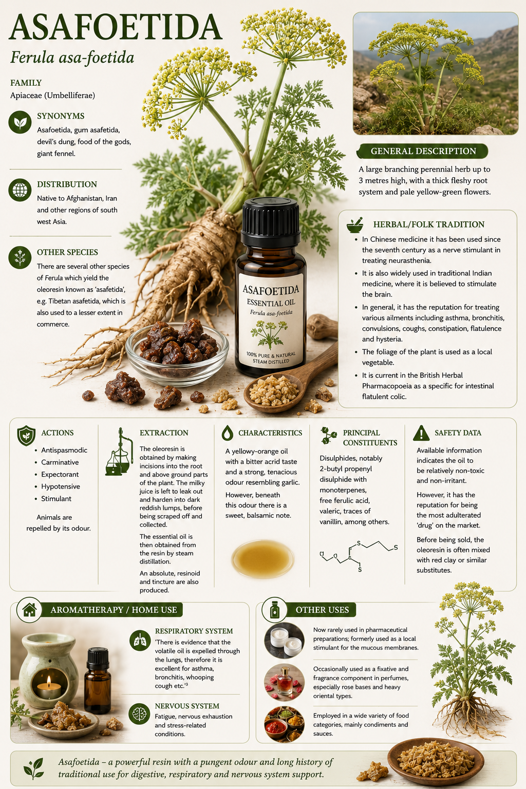 Essential Oil - Asafoetida 
