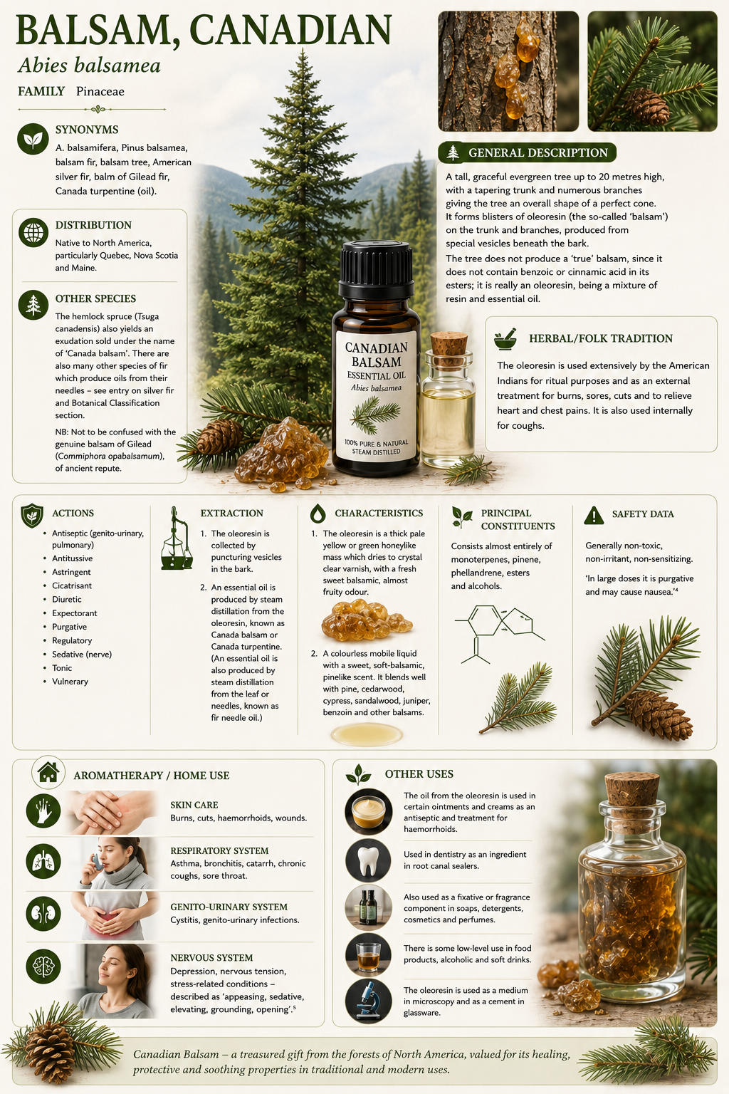Essential Oil -Canadian Balsam 