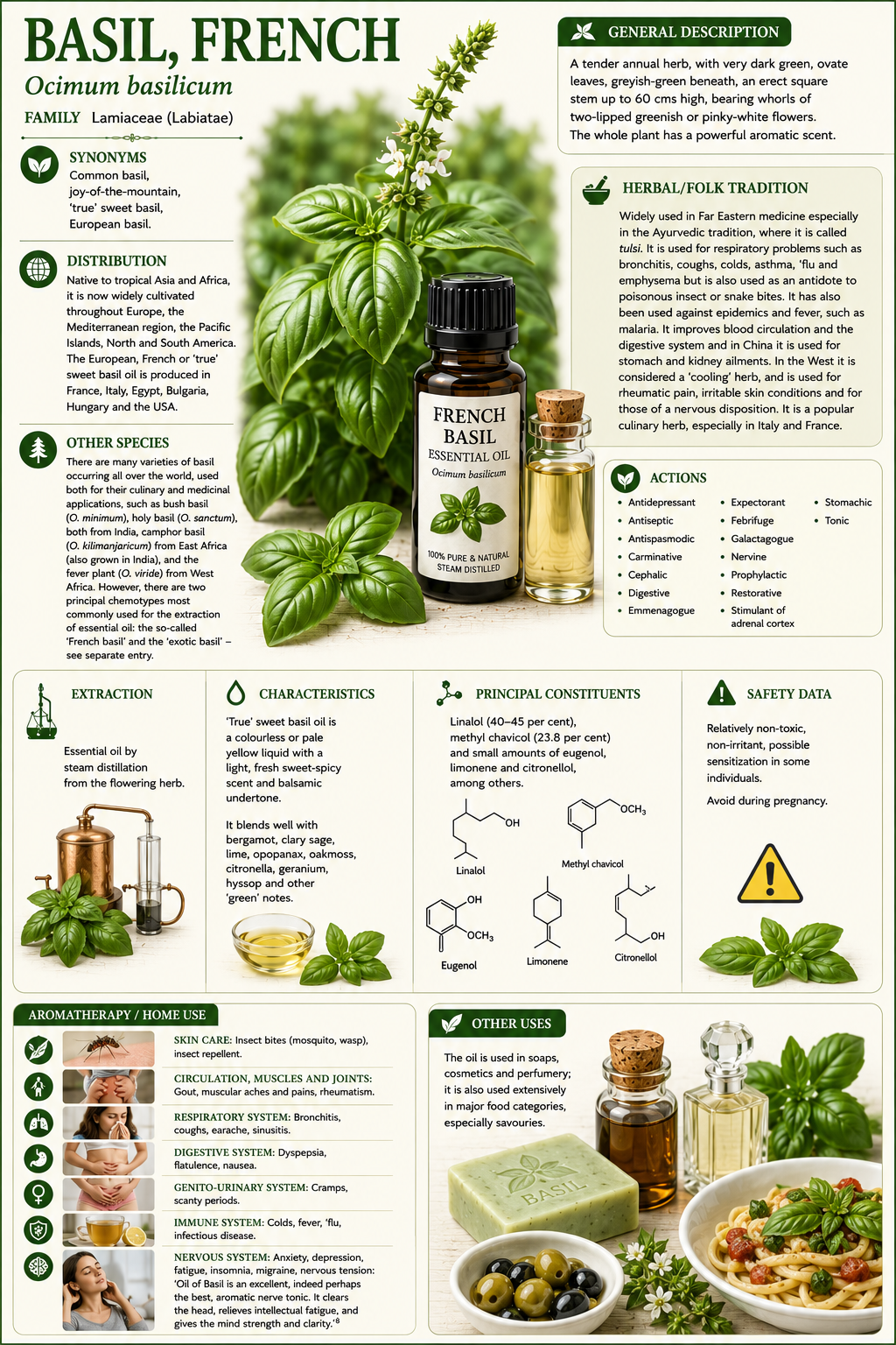Essential Oil - French Basil
