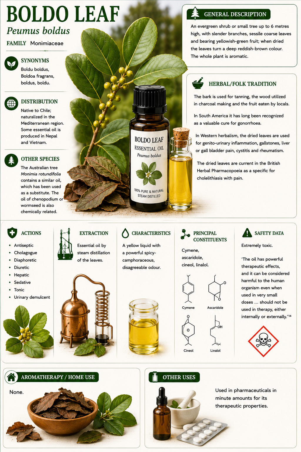 Essential Oil - Boldo Leaf