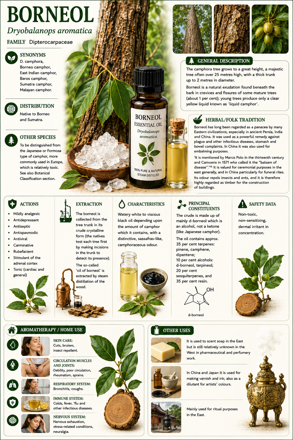 Essential Oil - Borneol 