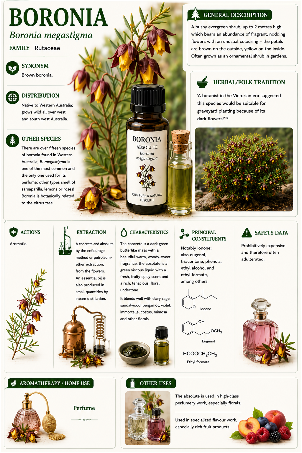Essential Oil - Boronia 