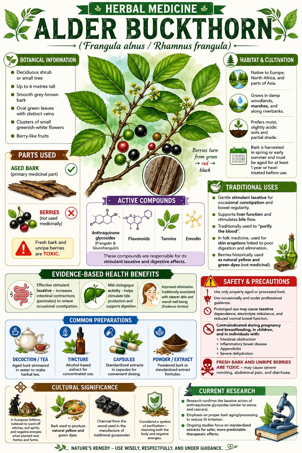 Herbal Medicine - Alder Buckthorn 