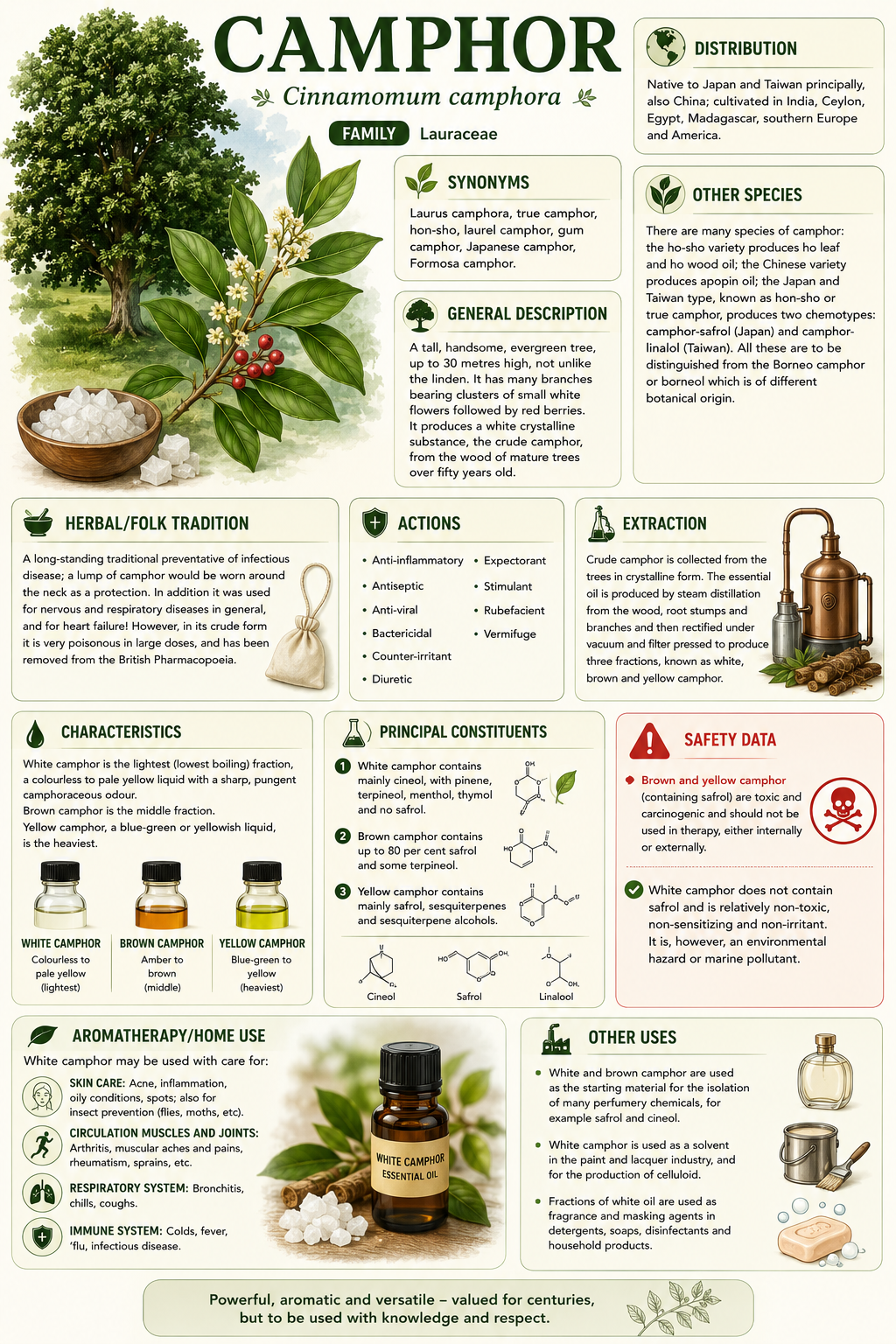 Essential Oil - Camphor 