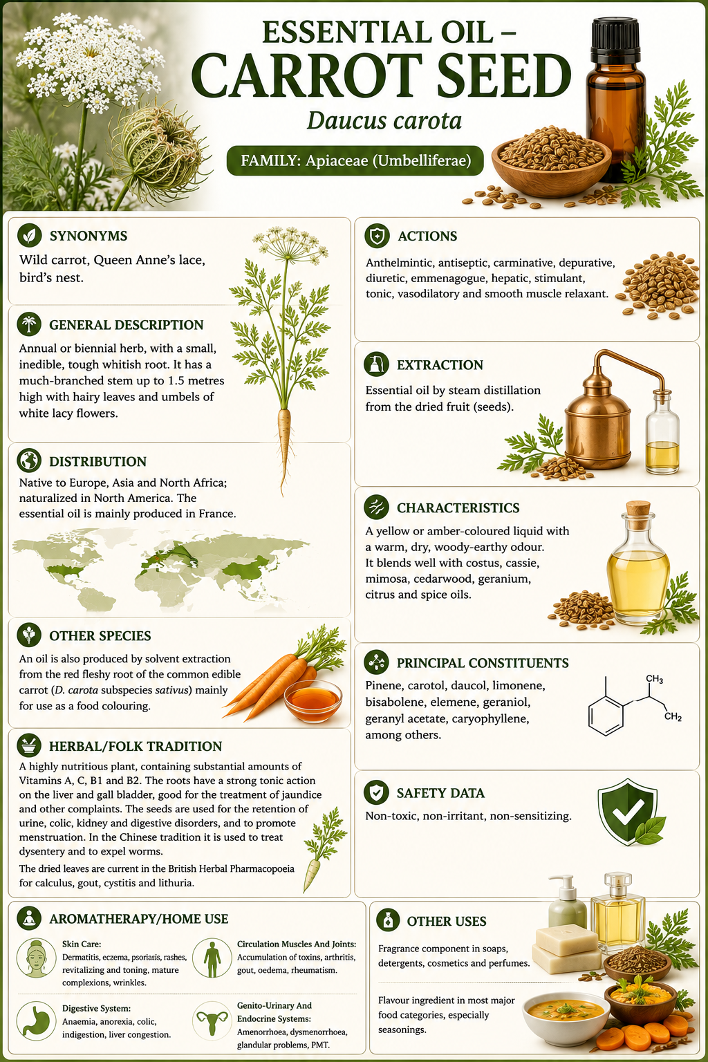 Essential Oil - Carrot Seed 