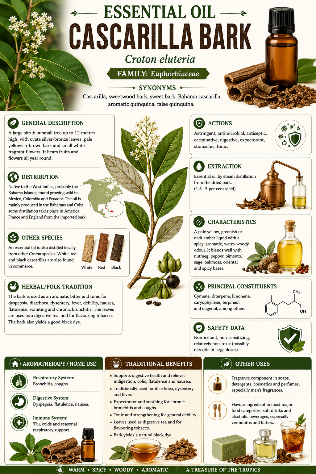 Essential Oil - Cascarilla Bark
