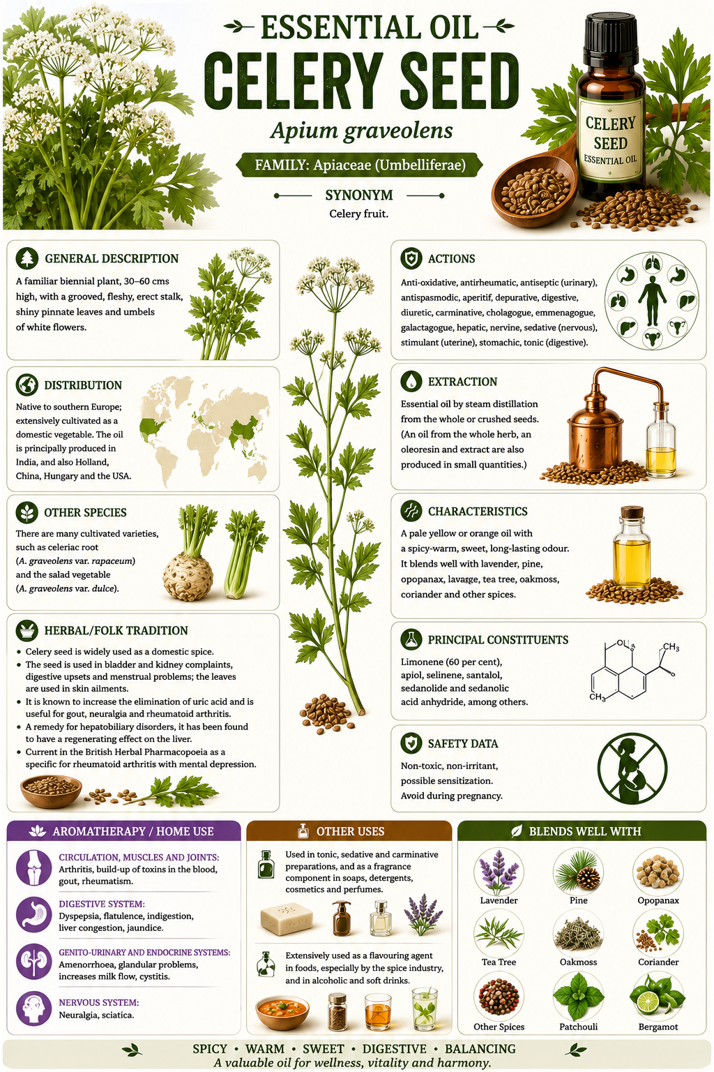 Essential Oil - Celery Seed 