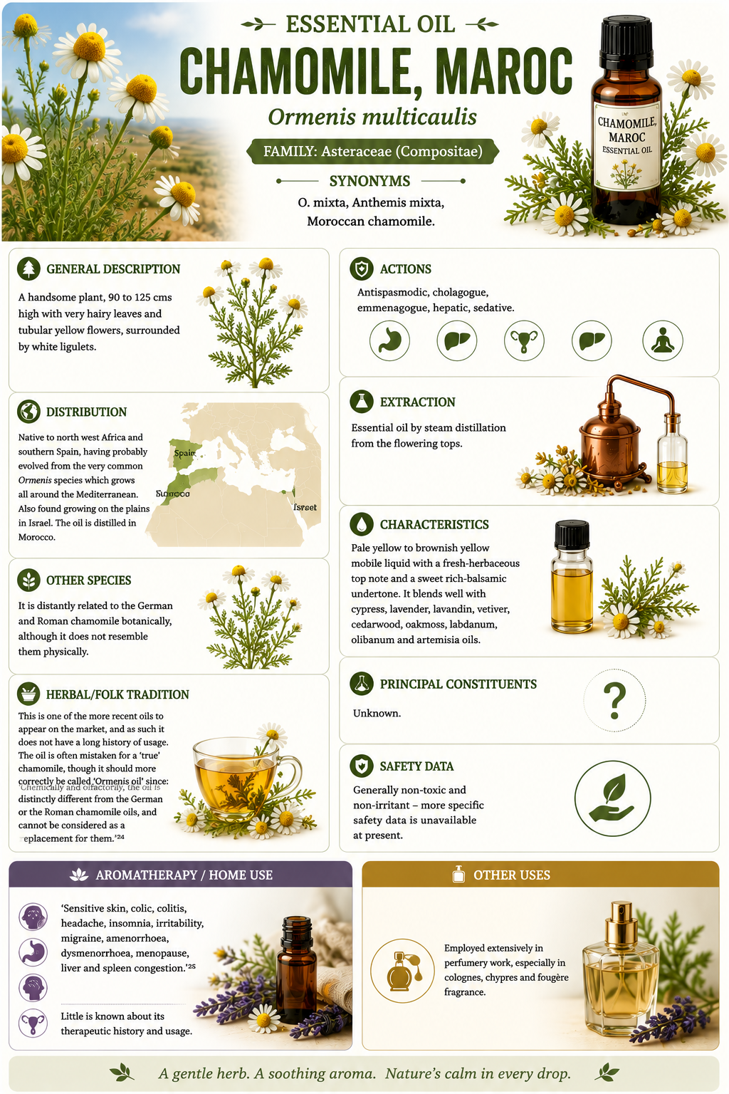Essential Oil - Chamomile Maroc 